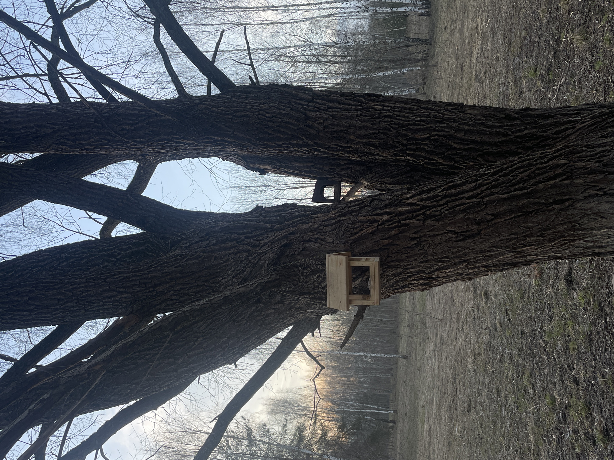 A wooden birdhouse is attached to the trunk of a large tree, possibly in a park, with other trees and open areas visible in the background. The bark of the tree is thick and textured. The sky is visible through the branches. The image may have been taken in Moscow, Russia. The birdhouse appears to be simple in construction with a hinged door. The surrounding environment suggests a natural setting within an urban area.