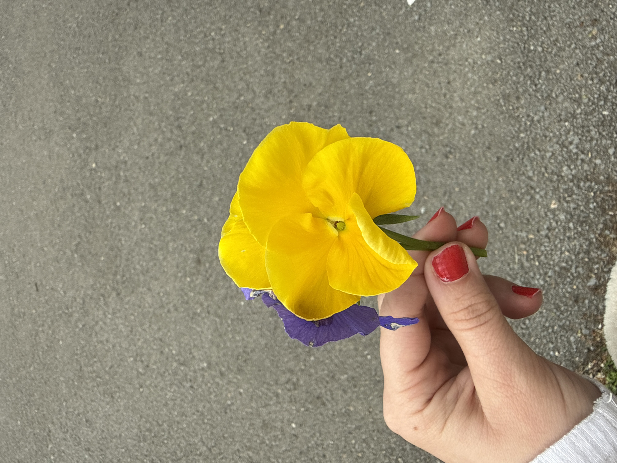 A hand with red nail polish holds a yellow flower with a violet flower underneath it against a backdrop of a gray asphalt surface. The location is unknown, as it cannot be determined from the image provided.