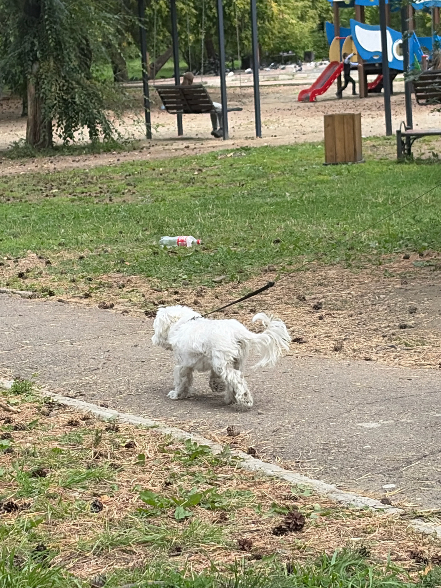 In Angarsk, Russia, a small white fluffy dog with a dark leash walks on a paved path in a park. The dog is facing away from the camera. In the background, a red plastic bottle with a white and red label is discarded on the grass. Beyond that, playground equipment including slides and swings, as well as benches and a wooden trash bin, are visible. Trees and green grass surround the area.