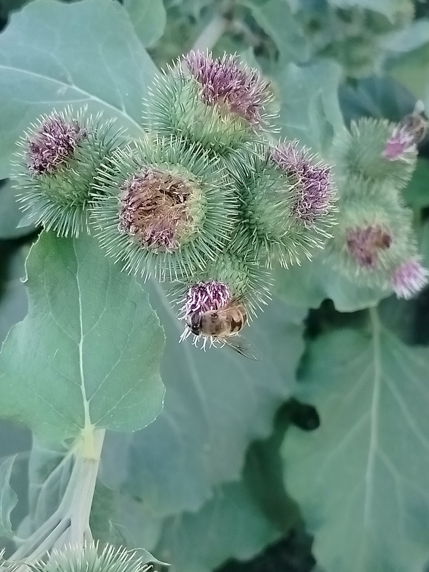 In this close-up, vertical photograph, a cluster of burdock seed heads, each adorned with sharp spines and small purple florets, dominates the frame. A single bee, its striped body and translucent wings clearly visible, is perched on one of the seed heads, actively engaged in pollination. The surrounding environment is filled with large, pale green leaves, characteristic of the burdock plant. The lighting is soft, suggesting it might be overcast or the photo was taken during dawn or dusk. The image offers no specific contextual information about its location within the city of Көлкент, Kazakhstan, beyond its depiction of a natural outdoor scene.