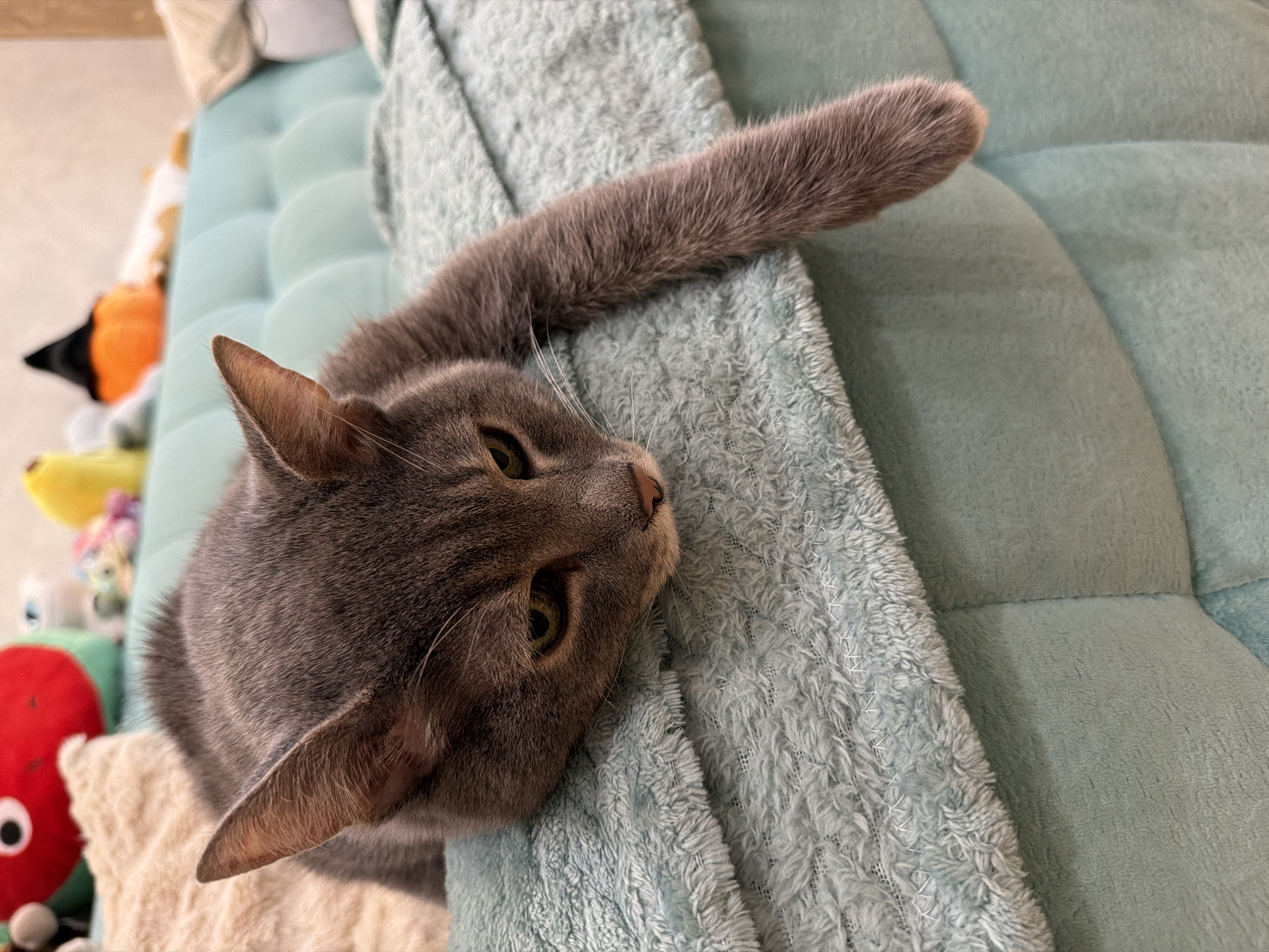 A gray cat lies on a blue couch, with its head resting on a textured blue blanket. The cat's body is mostly relaxed, with one paw extended forward. In the background, several stuffed toys are visible, including a red apple-shaped toy, a yellow banana, and a small pumpkin with a black witch's hat. The scene appears to be indoors, in a domestic setting. There is no information in the image to suggest a specific location within Solikamsk, Russia.