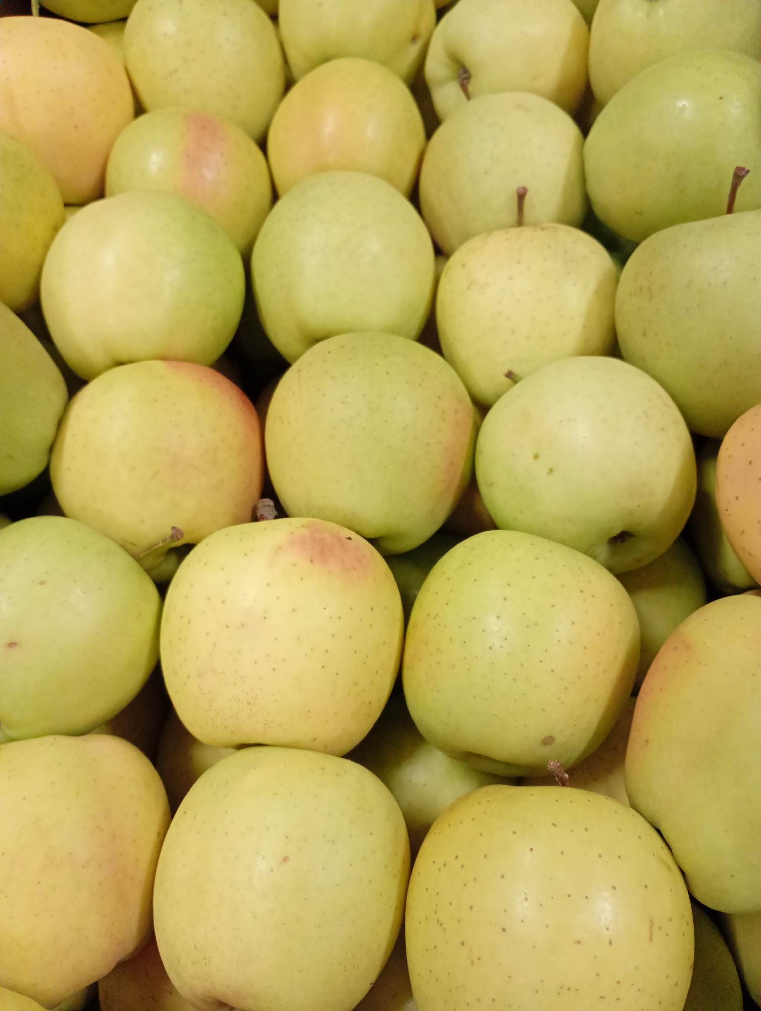 This close-up, vertical shot features a large, dense pile of light green and yellowish apples. The apples completely fill the frame, stacked together with some showing slight variations in color, including areas with a pale pinkish or reddish blush. Many of the apples display small, dark speckles across their skins, which are characteristic of some apple varieties. A few apples still have their short, brown stems visible. The lighting is soft and even, highlighting the smooth, waxy texture of the apple skins. There are no people visible, and no discernible activity other than the arrangement of the fruit. The setting appears to be an indoor display, such as a market stall or a grocery store bin. No text is visible within the image. The apples appear fresh and ripe. While the location context is given as Kabile, Bulgaria, there are no specific visual cues in the image itself to confirm this.