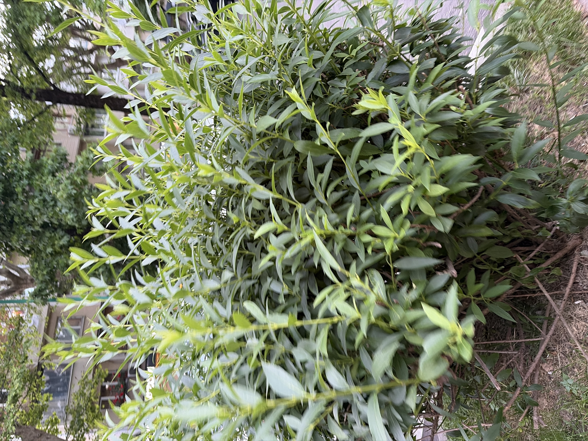 The image shows a dense, leafy green bush with thin branches. The bush is positioned in the foreground, obscuring the background, which consists of a building with windows and trees. The overall setting appears to be an outdoor urban environment. The image quality is slightly blurry, making it difficult to discern finer details. There are no people or animals visible in the frame. The lighting suggests it is daytime. The location in the city of Sochi, Russia, is not evident from the visual information provided in the image.