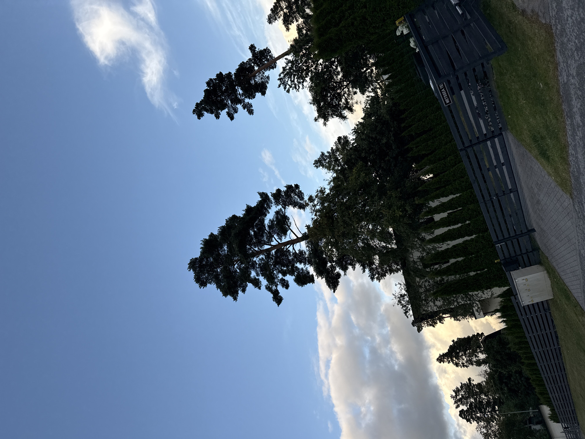 The image captures a view of a property in Uuesalu, Estonia, characterized by a dark wooden fence in the foreground, a neatly manicured lawn, and a paved driveway. Behind the fence, a row of tall, dark green coniferous trees forms a dense hedge. Further back, a white, modern building with ivy climbing its walls is visible, interspersed with more trees and a darker fence line. Two tall pine trees with sparse branches dominate the upper left and center of the frame, their dark silhouettes stark against a partly cloudy blue sky. The overall impression is one of a well-maintained, semi-rural residential area.