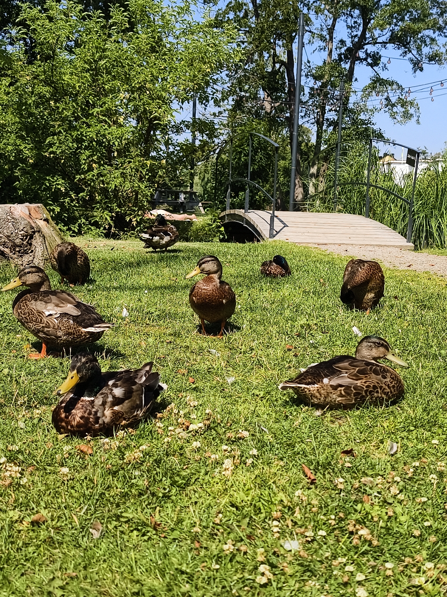 A group of mallard ducks are resting on a grassy area in an urban park. The ducks are of various sizes and ages, with some lying down and others standing. The park features lush green grass, mature trees, a wooden footbridge, and tall reeds. The sky is clear and blue, indicating a sunny day. The scene suggests a tranquil setting within a city, possibly a park area near a body of water given the presence of ducks. The presence of a footbridge and manicured landscaping hints at a public park with amenities. This scene is consistent with a park in Linköping, Sweden, where similar natural features and public spaces are common.
