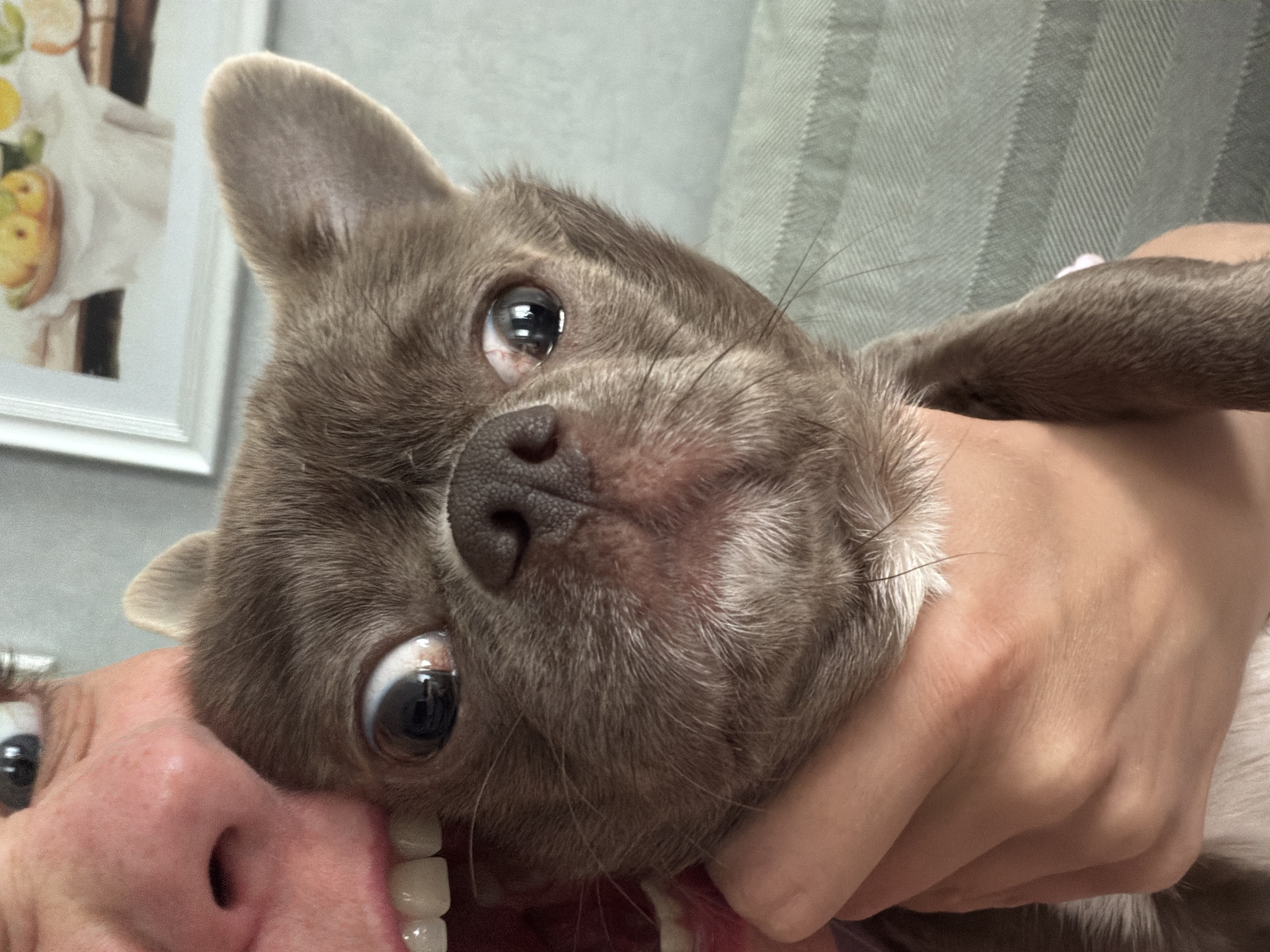 A close-up, slightly distorted image features a chihuahua-like dog held close to a human face. The dog, gray in color with large, expressive eyes, appears to be held in someone's hand. The human face is positioned to the left, revealing part of a nose, teeth, and mouth. The background includes a blurred gray textured surface and a partially visible framed picture hanging on a wall. The location in Votkinsk, Russia is not discernible from the image.