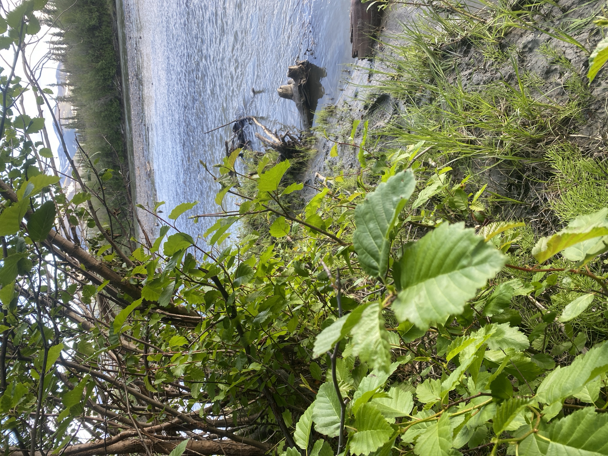 This image depicts a riparian environment along a riverbank in Haines Junction, Canada. The foreground is dominated by lush green foliage of trees and bushes, with branches extending into the frame. The river occupies the midground, its surface rippling under what appears to be natural light. The riverbed is stony, transitioning to a muddy bank with patches of grass and a few pieces of driftwood. In the background, a dense forest lines the opposite bank, with mountains visible in the distance under a bright sky. The scene is devoid of human presence.