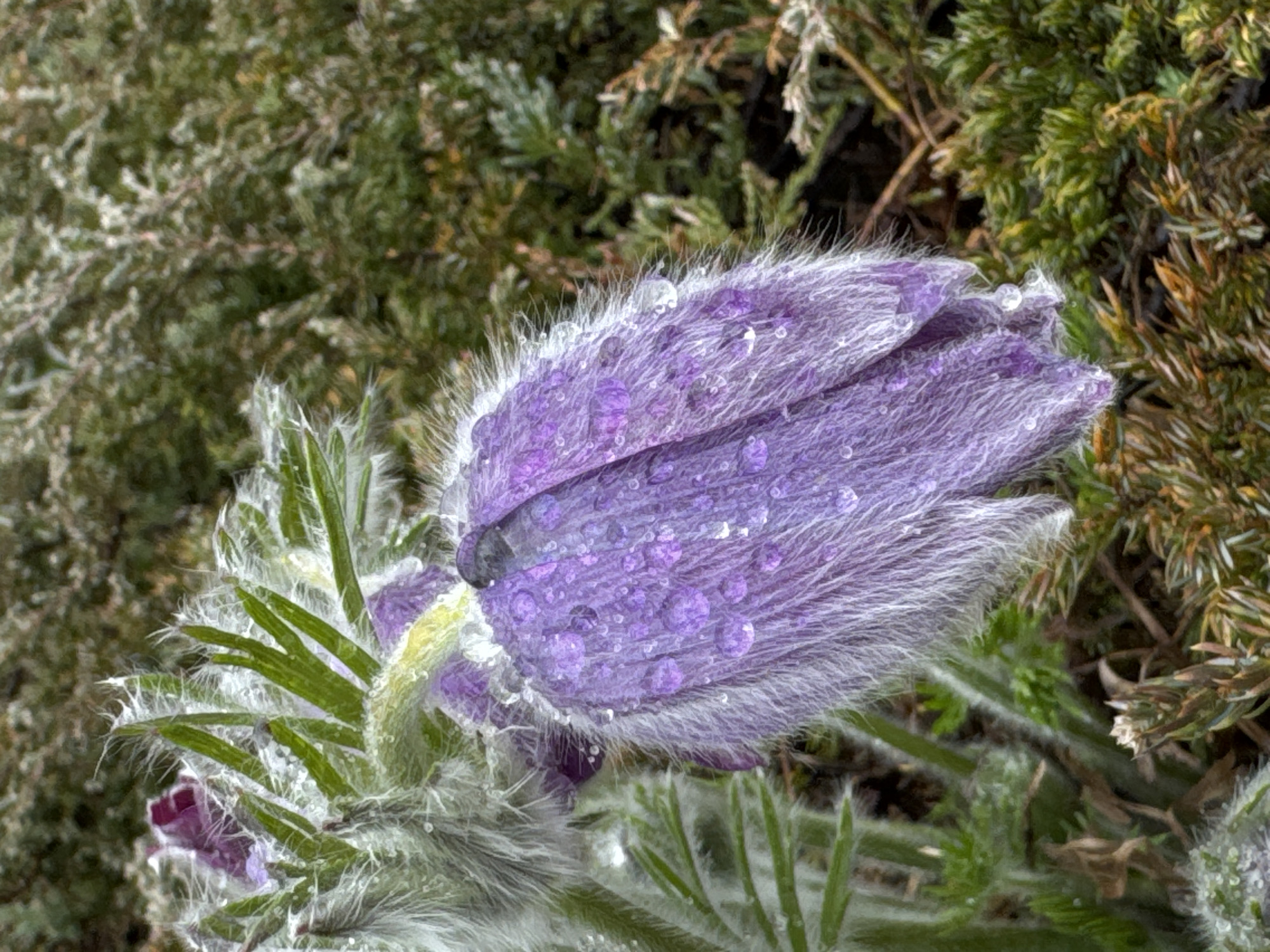 A close-up photograph shows a purple flower bud covered in water droplets, surrounded by green foliage. The plant has furry, silver-white hairs on its leaves and around the base of the bud. The background consists of green bushes or plants, slightly out of focus. The image was taken in Kurganinsk, Russia.