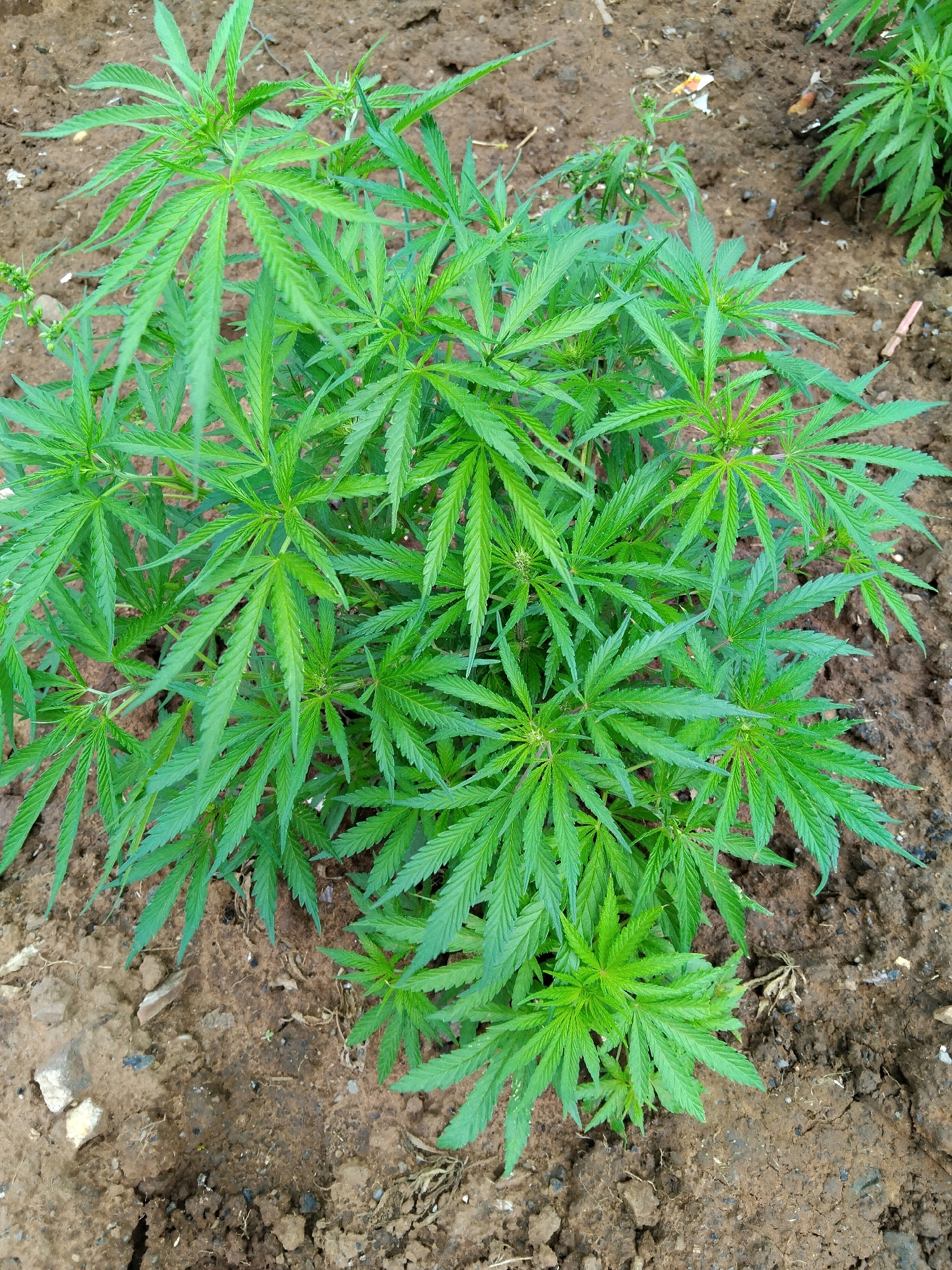 The image shows a close-up, overhead view of a cannabis plant growing in loamy soil. The plant is green and appears healthy, with several distinct leaves and branches. The soil is brown and dry, with some small rocks and debris scattered on the surface. The background is out of focus, but it appears to be an outdoor setting. There are no people or other subjects visible in the image. The lighting suggests it is daytime. The overall scene is one of a single cannabis plant in an outdoor environment. The image does not contain any information that would allow for the determination of its location in Bloemfontein, South Africa.
