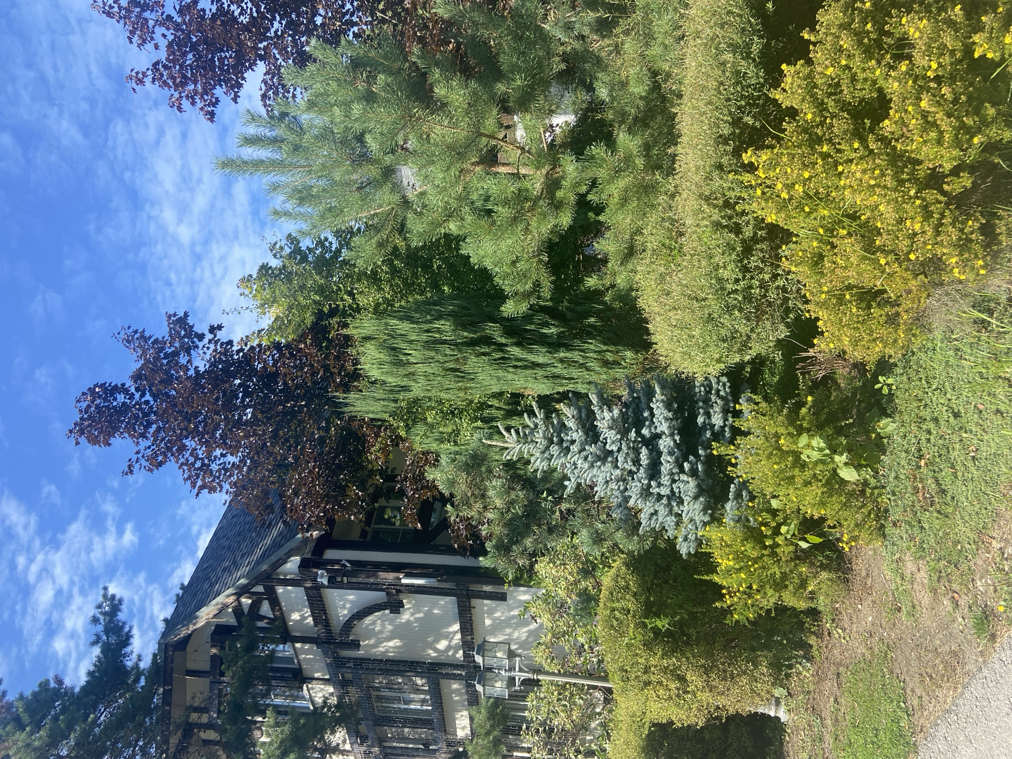 The image shows a well-maintained garden in front of a Tudor-style house. The house has a cream-colored facade with dark brown timber framing and a grey shingled roof. The garden features a variety of plants, including manicured hedges, flowering shrubs with yellow blossoms, a small blue spruce tree, and various evergreen trees. The sky is blue with scattered white clouds. The overall impression is one of a picturesque and serene setting. The location is stated to be in the city of Chulis, Russia.