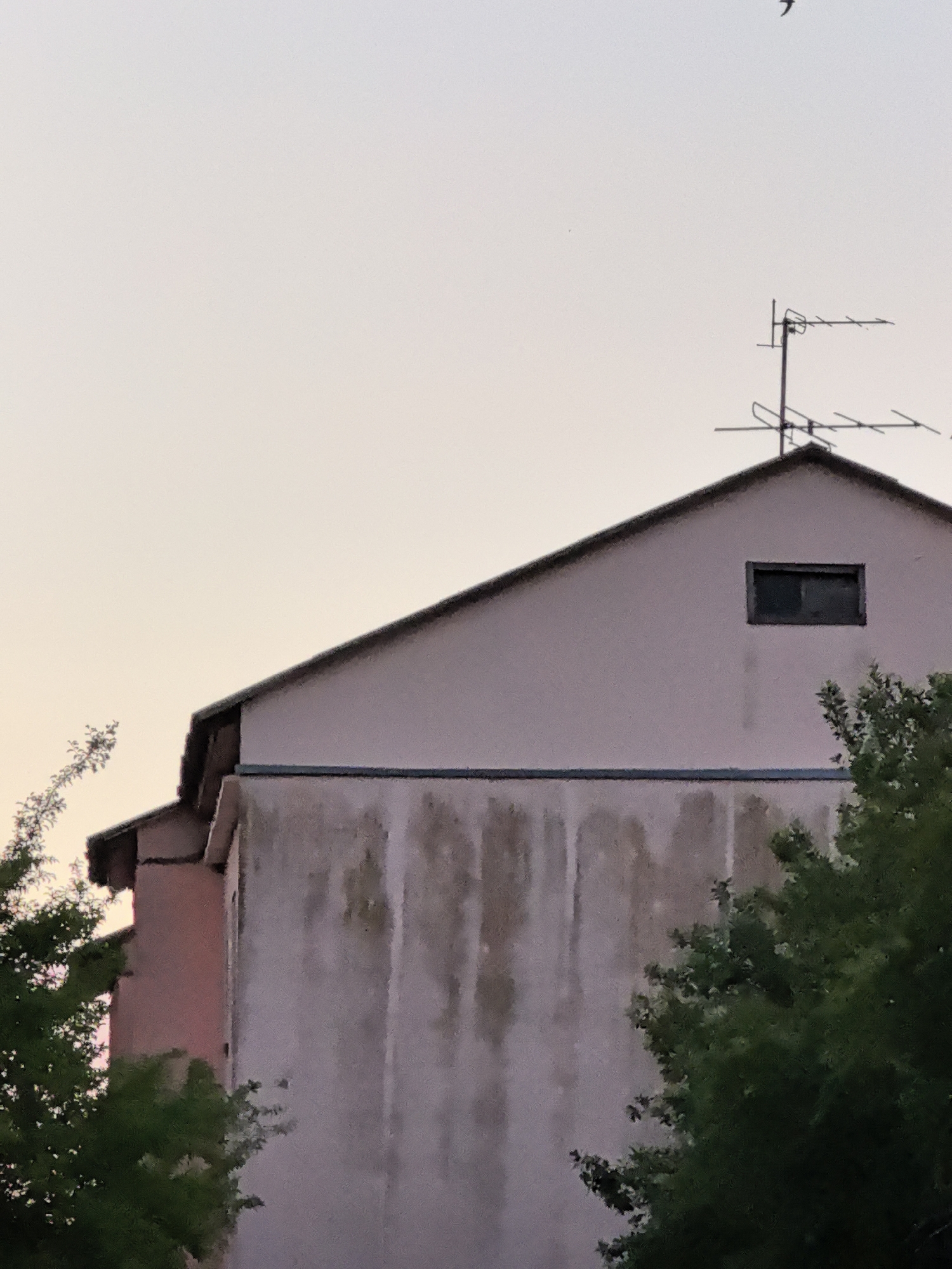 The image shows the side of a building with a pinkish-purple facade and a grey, stained lower section. A small, dark rectangular window is visible in the upper part of the pink section, near the peak of the roof. An old-fashioned television antenna is mounted on the roof. To the left of the building, a portion of a pink wall is visible, with a dark roofline above it. Green foliage is prominent in the foreground, partially obscuring the lower part of the building on the right and left. The sky is a pale, gradient color, transitioning from light yellow at the bottom to light blue at the top, suggesting either dawn or dusk. A small dark object, possibly a bird, is visible in the upper portion of the sky. The scene is an exterior urban environment.