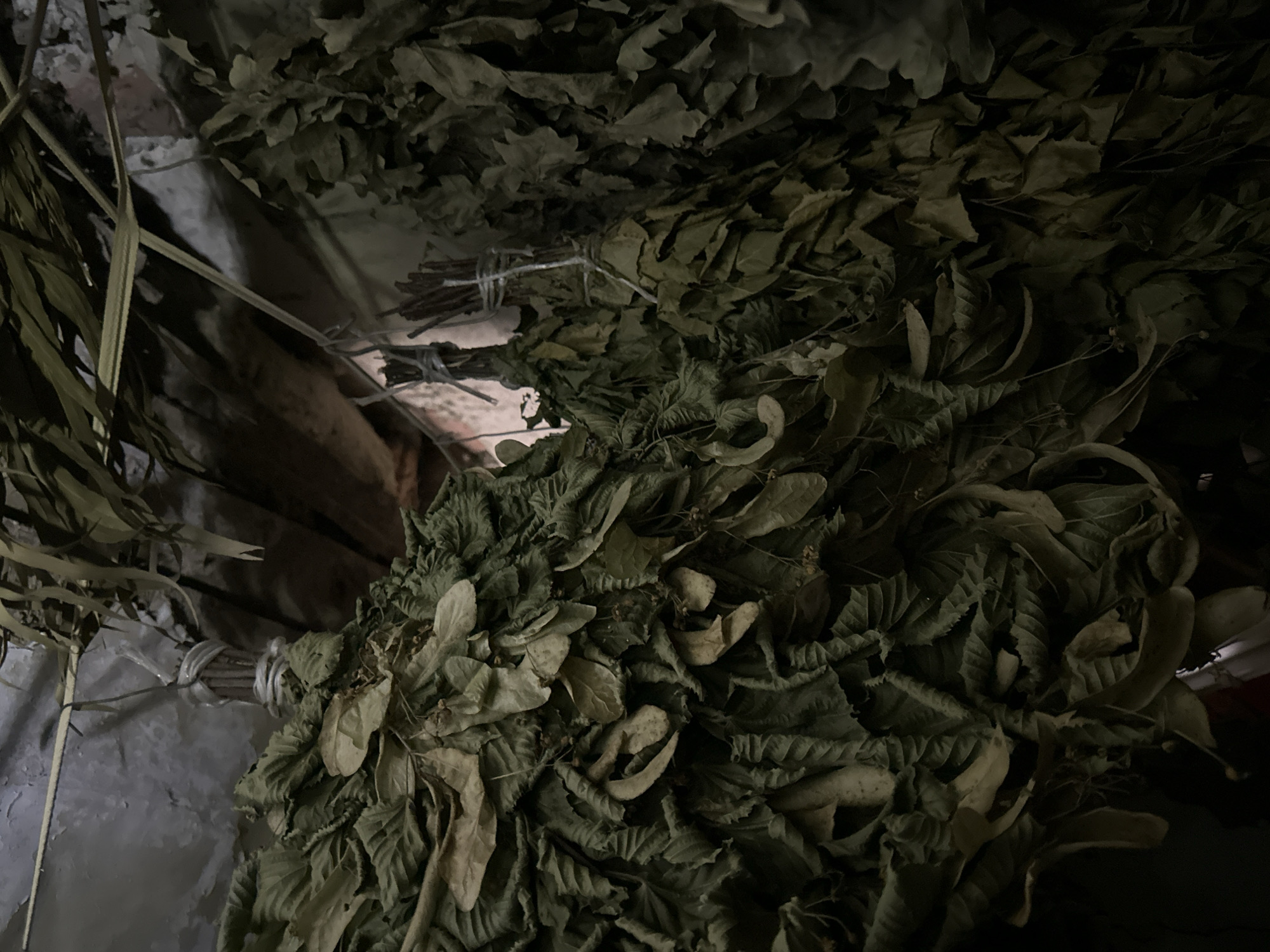 The image shows a close-up view of dried leafy branches, likely bunches of bath brooms (veniki), hanging from a ceiling. The brooms are made of various types of leaves, including what appears to be linden and oak leaves, and are tied with twine. The ceiling is rough and appears to be made of wood or a similar material, with some visible beams and possibly some construction debris. The lighting is dim, creating a shadowy and somewhat rustic atmosphere. There are no people or animals visible in the image. The location is described as Luhansk, Ukraine.