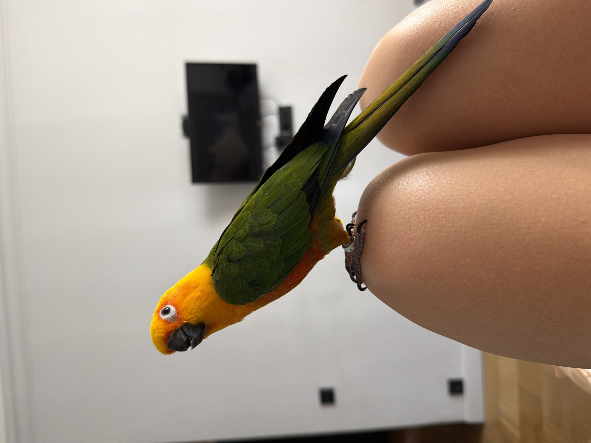 A Sun Conure is perched on a person's bare leg. The bird has a yellow head, orange chest, green wings and tail, and black beak. The person's leg is light brown and smooth. The background is a plain white wall with a black television mounted on it. The image does not include information about the location in the city of Khimki, Russia.