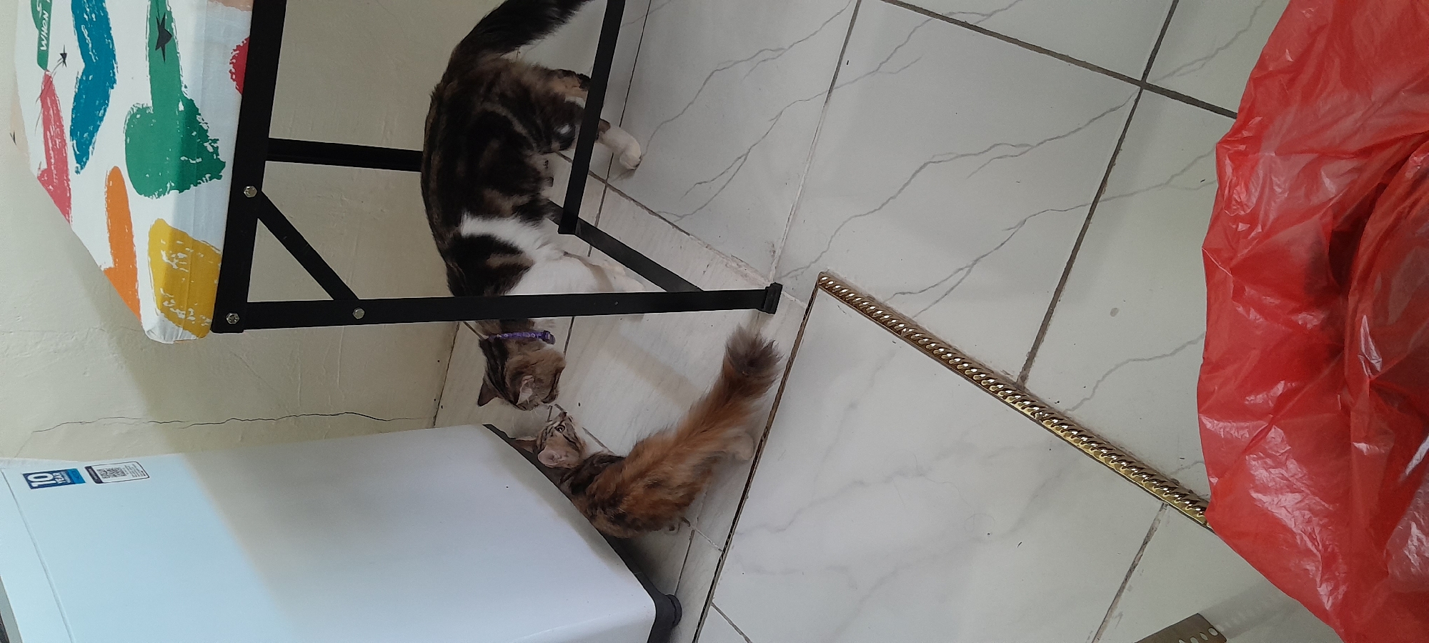 In Tambakrejo, Indonesia, two cats are the subjects in this indoor scene. A smaller, multi-colored cat with a long, fluffy tail is positioned on the left, facing a larger, tri-colored cat (brown, white, and black) on the right. The cats are nose-to-nose, appearing to be interacting.
The larger cat is wearing a purple collar with a bell. It stands beneath a table with a black metal frame and a colorful, patterned fabric top, featuring various heart designs. A white appliance, possibly a refrigerator, is situated to the left of the smaller cat. The environment appears to be a tiled floor with a faint marble pattern. In the foreground, a red plastic bag and a golden, braided object are visible. The wall in the background shows a vertical crack.