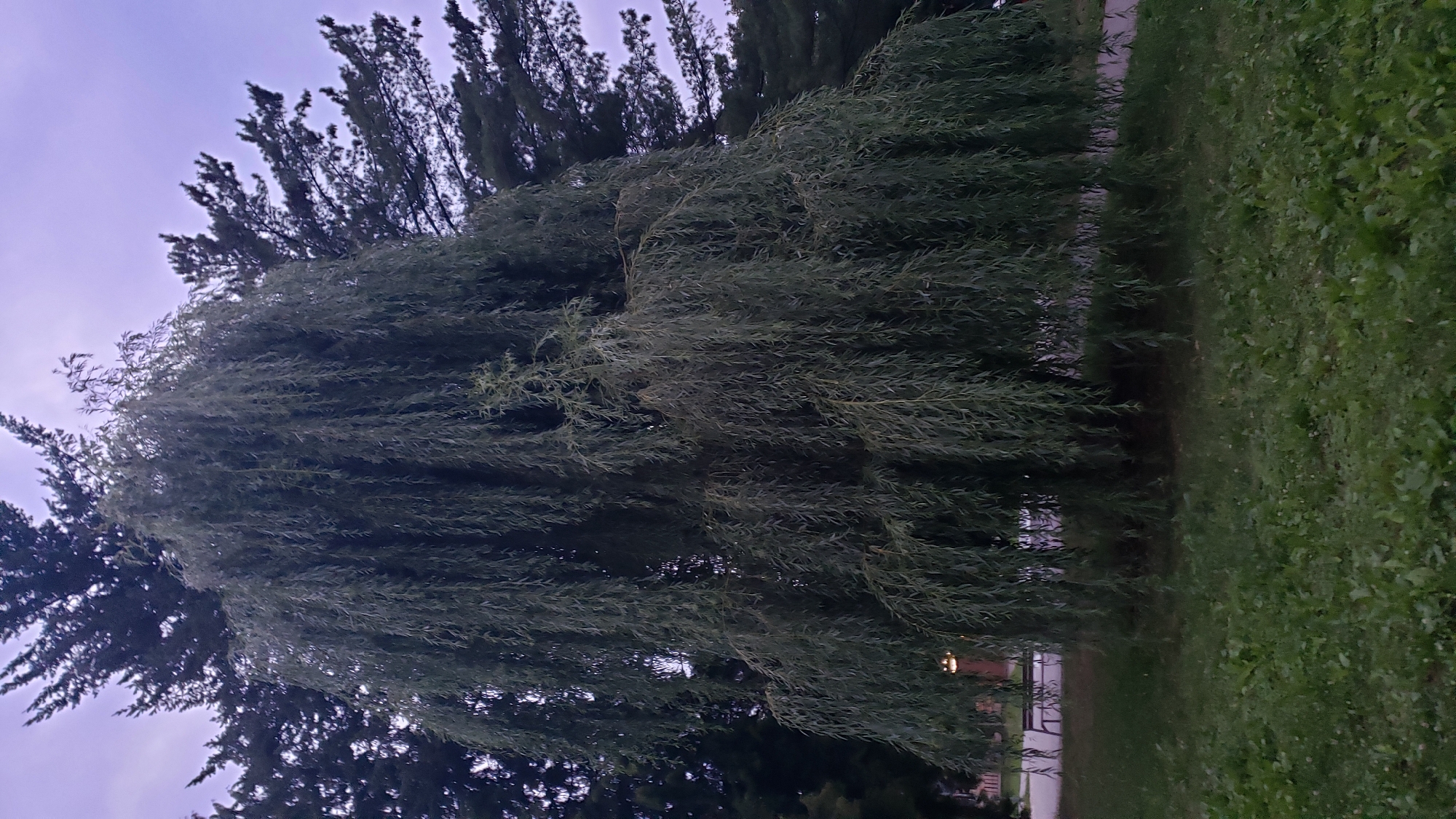 A large weeping willow tree dominates the center of the frame, its long, drooping branches reaching towards the ground. Behind it, the dark silhouettes of evergreen trees are visible against a twilight sky. The ground in front of the willow is covered in green grass. In the background, to the left of the willow, a park bench and a paved path can be seen. The image appears to have been taken in a park or recreational area. This location is likely in Prešov, Slovakia, given the context. There are no people or animals present in the image.