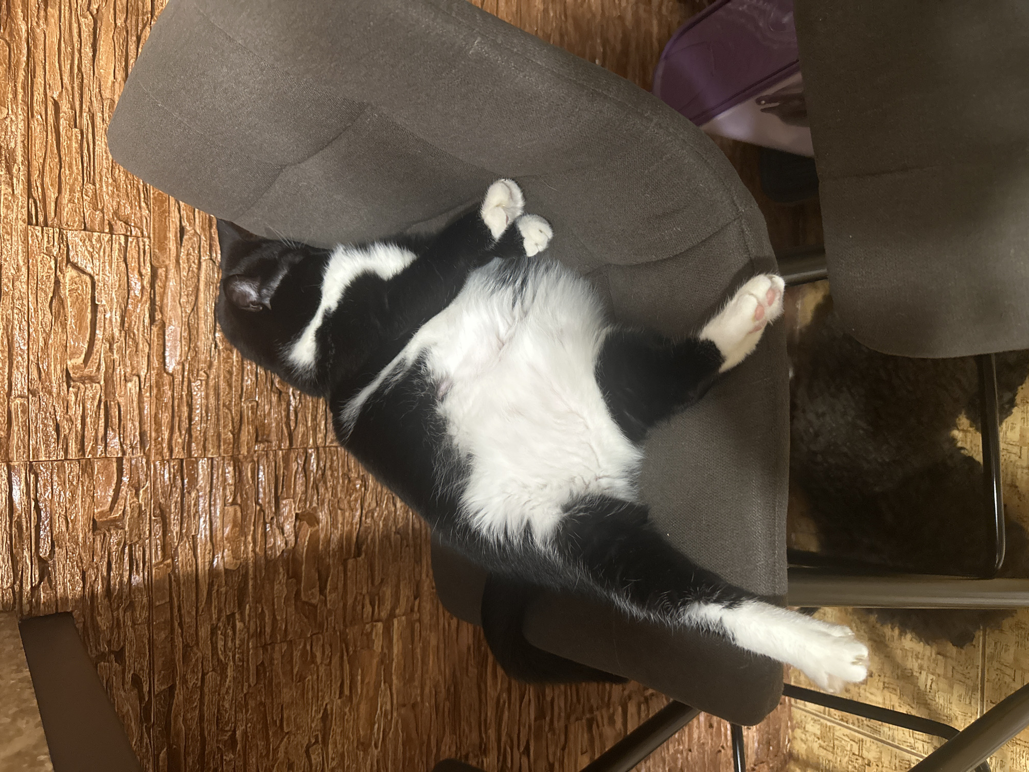 A black and white cat is sleeping on a dark gray upholstered chair. The cat is lying on its side with its legs stretched out. The cat's belly is white and fluffy. The chair is placed in front of a textured brown wall. The floor is a light brown color and appears to be made of wood or laminate. A dark metal chair leg is visible on the left side of the image, and another dark gray chair is partially visible in the foreground on the right. A purple object is visible on the floor beneath the chair where the cat is sleeping. The scene appears to be indoors. The location is in the city of Sayanogorsk, Russia.