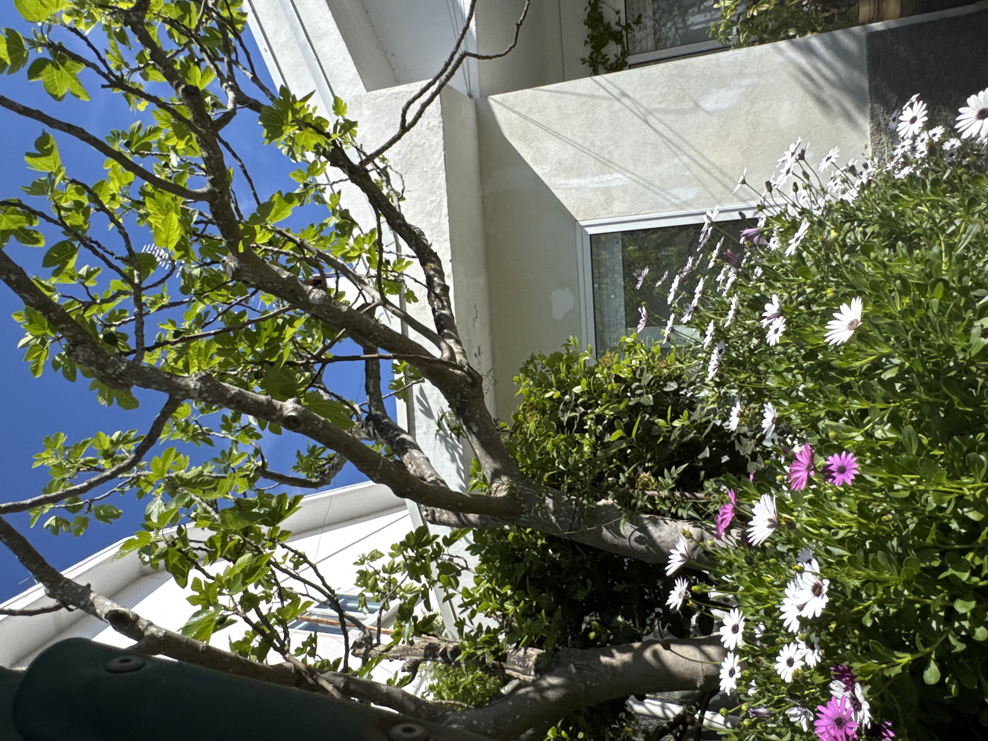 The image depicts a low-angle view of a building exterior. A tree with green leaves and bare branches dominates the left side of the frame, partially obscuring the blue sky. To the right of the tree, a section of the building is visible, featuring a white facade and a window. The window reflects the surrounding vegetation and sky. A dense cluster of green plants with white and purple flowers occupies the right side of the image. The scene appears to be shot in Mirandela, Portugal, as requested.