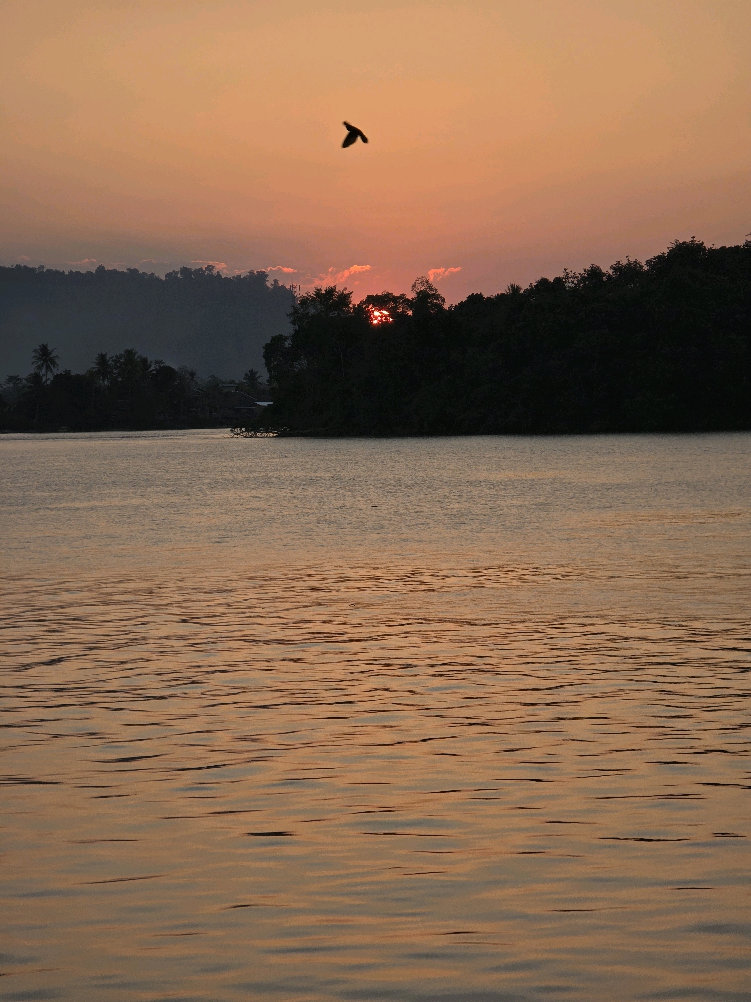 A silhouette of a bird is in flight against a gradient orange sky during sunset. The sun is partially visible behind a dense line of trees that form a dark horizon. In the foreground, a body of water reflects the warm hues of the sky, with gentle ripples distorting the reflections. The scene is peaceful and serene. The location is the waters of the Kayan River in Kota Tanjung Selor, Indonesia.