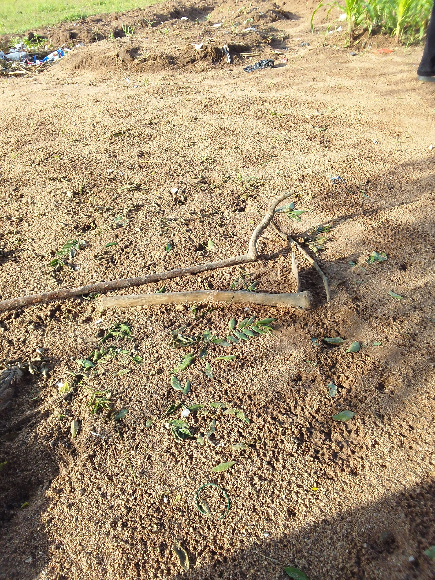 This media file shows a sandy, outdoor scene with agricultural tools. The primary subjects are two weathered farming implements, likely a hoe and a rake, lying on the ground. They appear to be made of wood and metal, showing signs of age and use. Scattered around the tools are fallen green leaves.
The background of the image reveals a dirt mound with some sparse vegetation, including young green shoots and some larger plants that might be corn stalks, visible on the right side of the frame. To the far left, there is a pile of what appears to be refuse, including plastic bags and other debris. This suggests the location might be near a farming area or a less-maintained part of a settlement.
The lighting indicates it is daytime, with strong shadows cast on the sandy ground, implying a sunny day. The presence of agricultural tools and young plants suggests an agricultural context, possibly a field or garden. The overall impression is one of a rural or semi-rural setting in Jalingo, Nigeria, where agricultural activities are common. There is no visible text in the image. The scene itself is static, with no discernable activity taking place; the tools are simply resting on the ground.