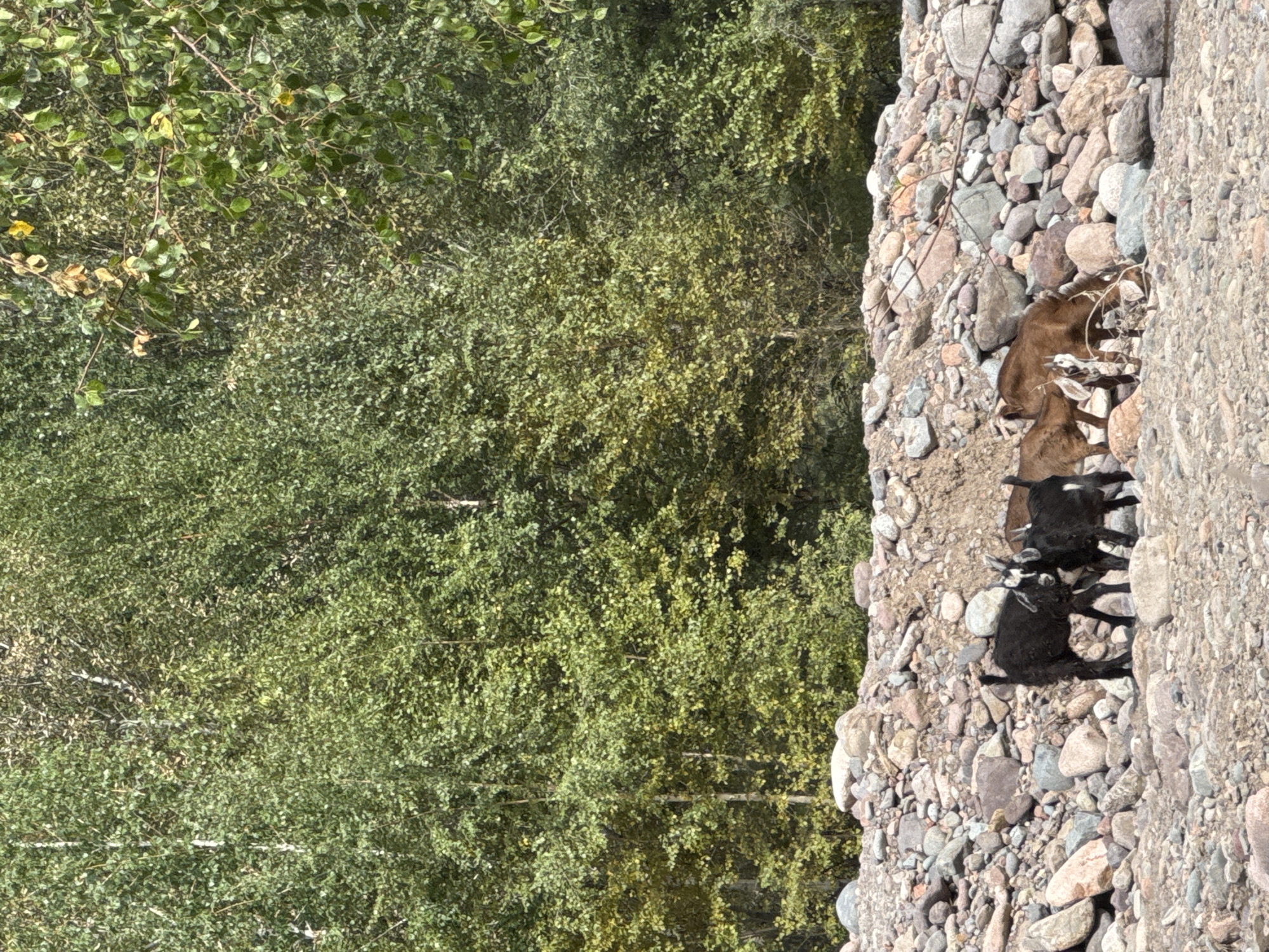 In the city of Leskhoz, Kazakhstan, a herd of goats navigates a rocky terrain. The goats, varying in color from black to brown, are clustered together, with some appearing to interact with each other, possibly nibbling at sparse vegetation or simply standing in proximity. The environment is characterized by a dense forest backdrop, with lush green trees dominating the upper portion of the image. The ground is covered with a multitude of stones and rocks of varying sizes, suggesting a natural, perhaps mountainous or riverine, setting. The sunlight indicates it is daytime.