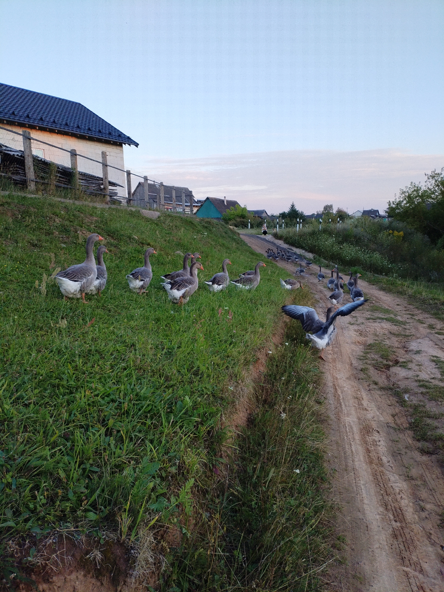 A flock of geese walks along a dirt road in Bialynichy, Belarus. The geese are mostly gray with white underbellies and orange beaks. Some of the geese are walking in a line on the road, while others are on the grassy bank to the left. One goose in the foreground has its wings spread wide, as if in flight or about to take off. In the background, there are several houses and trees, and the sky is a pale blue with some light clouds. A wooden fence runs along the grassy bank, and in the distance, a person can be seen walking on the road. The scene appears to be a rural or semi-rural setting.