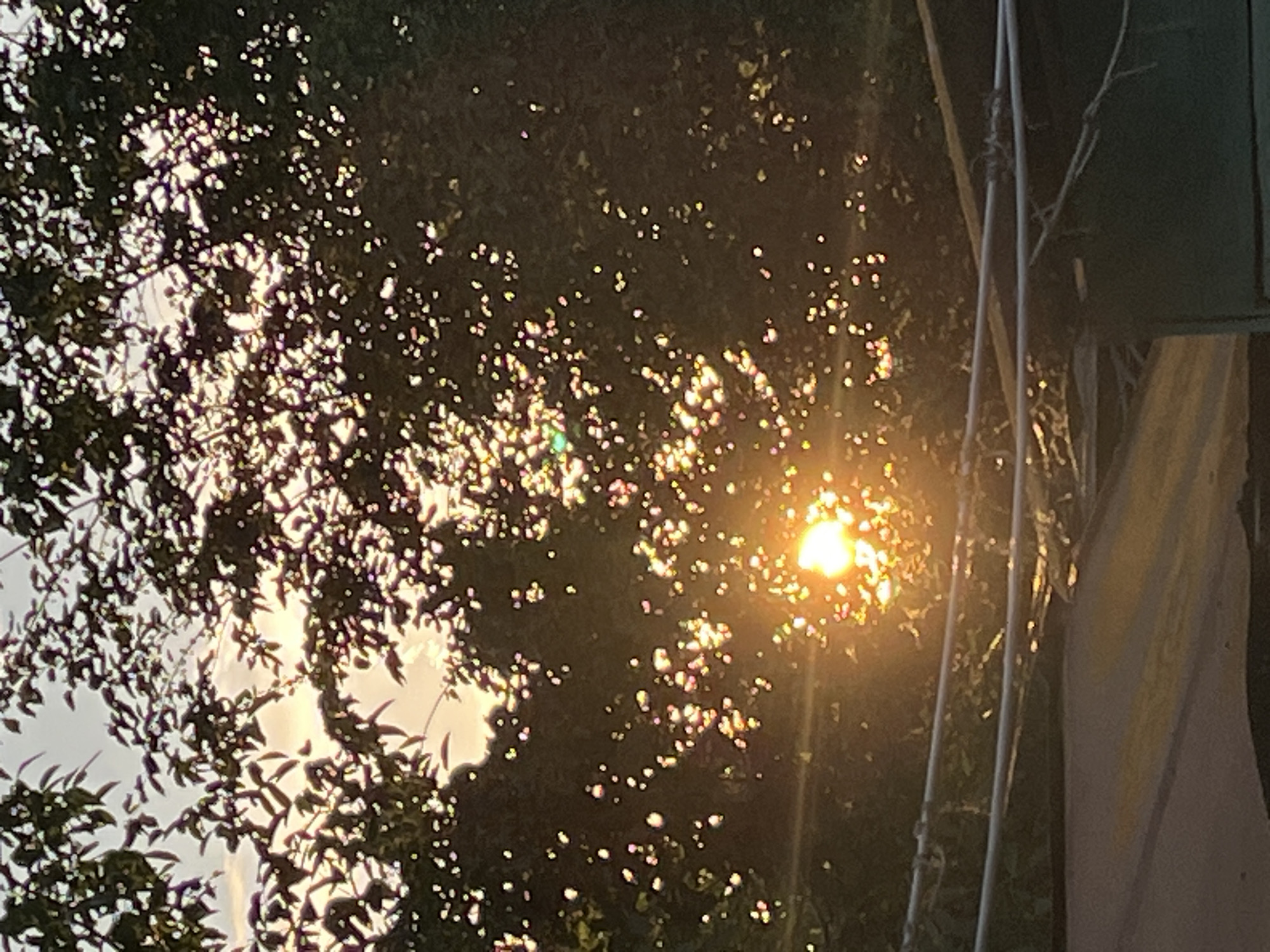 In Krasnyye Barrikady, Russia, the sun shines brightly through the leaves of a tree, creating a dappled light effect. The sun is partially obscured by the foliage, with its rays breaking through to illuminate the scene. The leaves are dark green, and the sky is a pale, hazy gray. In the foreground, there are two parallel wires, possibly part of a clothesline or fence, strung horizontally across the image. Below the wires, a portion of a roof or shed is visible, with a textured surface. The overall impression is one of a natural outdoor setting, likely in a residential area, during daylight hours.