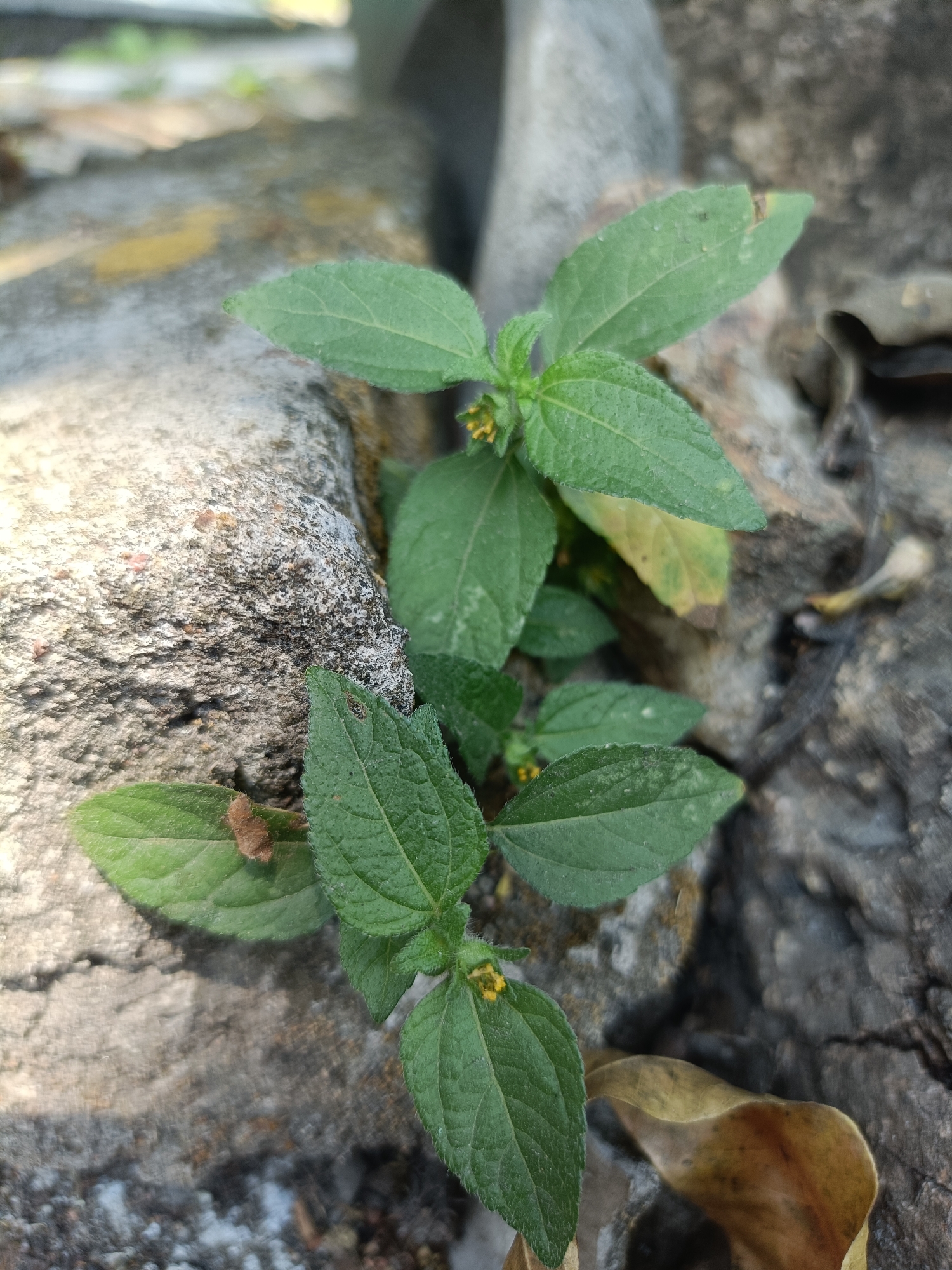 A close-up, eye-level shot captures a small green plant with yellow flowers growing in a crack between rough, weathered concrete surfaces. The concrete is textured and gray, with some areas appearing lighter or darker due to shadows and variations in material. Several dry, brown leaves are scattered around the base of the plant. The scene is outdoors, with sunlight creating dappled shadows on the concrete. The background is blurred, suggesting a shallow depth of field. The overall impression is of nature reclaiming a man-made structure in an urban environment. The location is Kediri City, Indonesia.