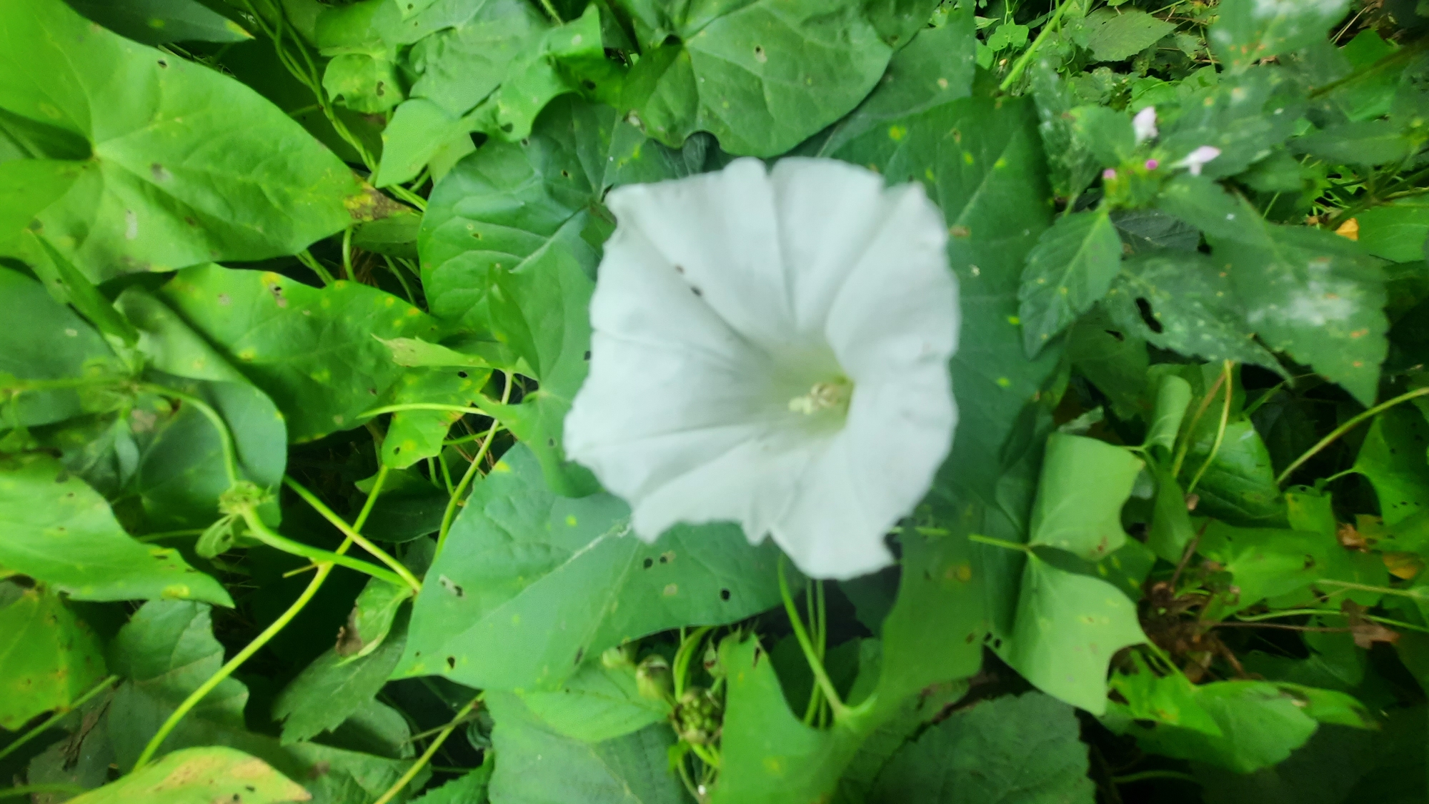 A close-up, overhead shot captures a single, open white bindweed flower surrounded by lush green leaves. The flower, centrally located, displays delicate, trumpet-shaped petals with subtle creases. Its stamens and pistil are visible within the bloom. Surrounding the flower are numerous heart-shaped leaves, some with small holes or yellowing edges, indicative of natural wear and tear or insect activity. Tendrils and stems intertwine amongst the foliage. The background consists of a dense carpet of leaves and shadowy, indistinct greenery, suggesting an outdoor natural setting. No people or human activity are present in the frame. The image appears to have been taken in or around Шклоў, Belarus, based on the provided location.