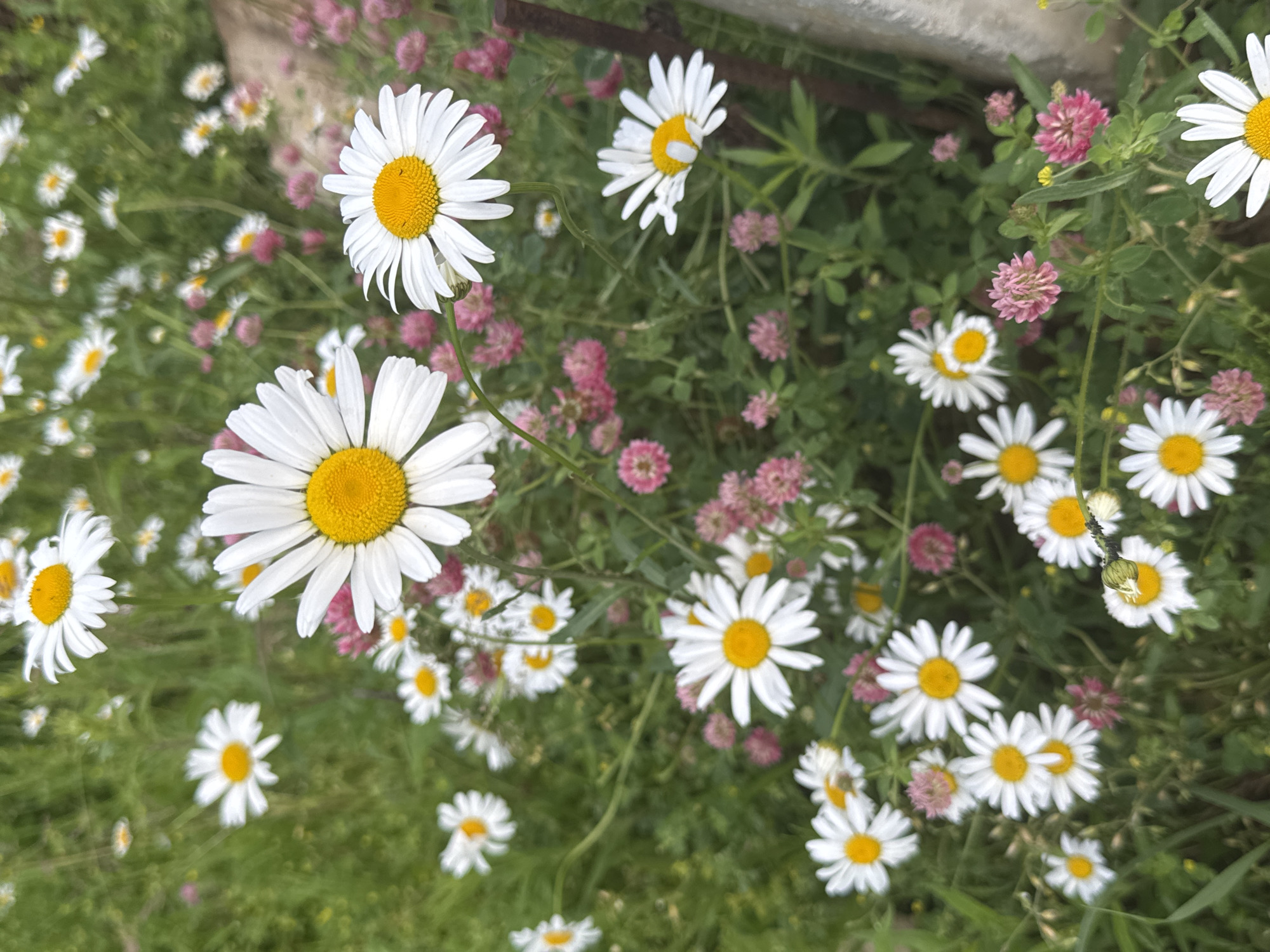 The image displays a close-up view of a field of white daisies with yellow centers, interspersed with clusters of small pink flowers, likely clover. The daisies are the dominant subject, with several in sharp focus in the foreground and midground, their white petals fanning out from bright yellow discs. The background is a blur of green foliage and more scattered daisies and pink flowers. A rusty metal pole is visible on the right side of the image, partially obscured by the plants. The overall impression is of a natural, overgrown meadow. The location is the city of Volokolamsk, Russia. There are no people or animals present in the image.