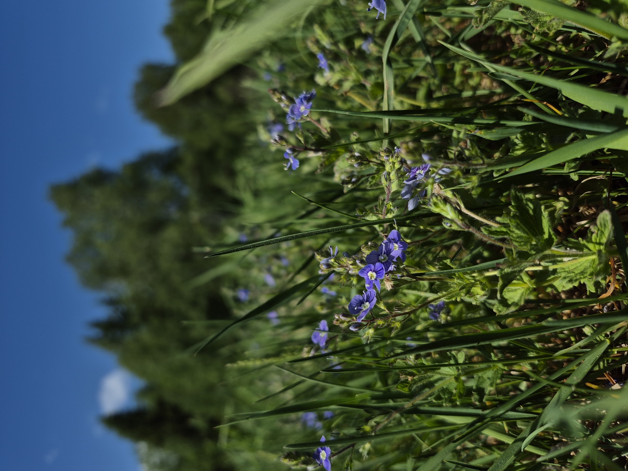 The image shows a ground-level view of grass and small blue flowers, likely in a natural or cultivated area. The background shows trees and a blue sky, indicating an outdoor location. The location is Дойная, Russia. The image lacks human presence or actions. The focus is on the flora and the natural environment.