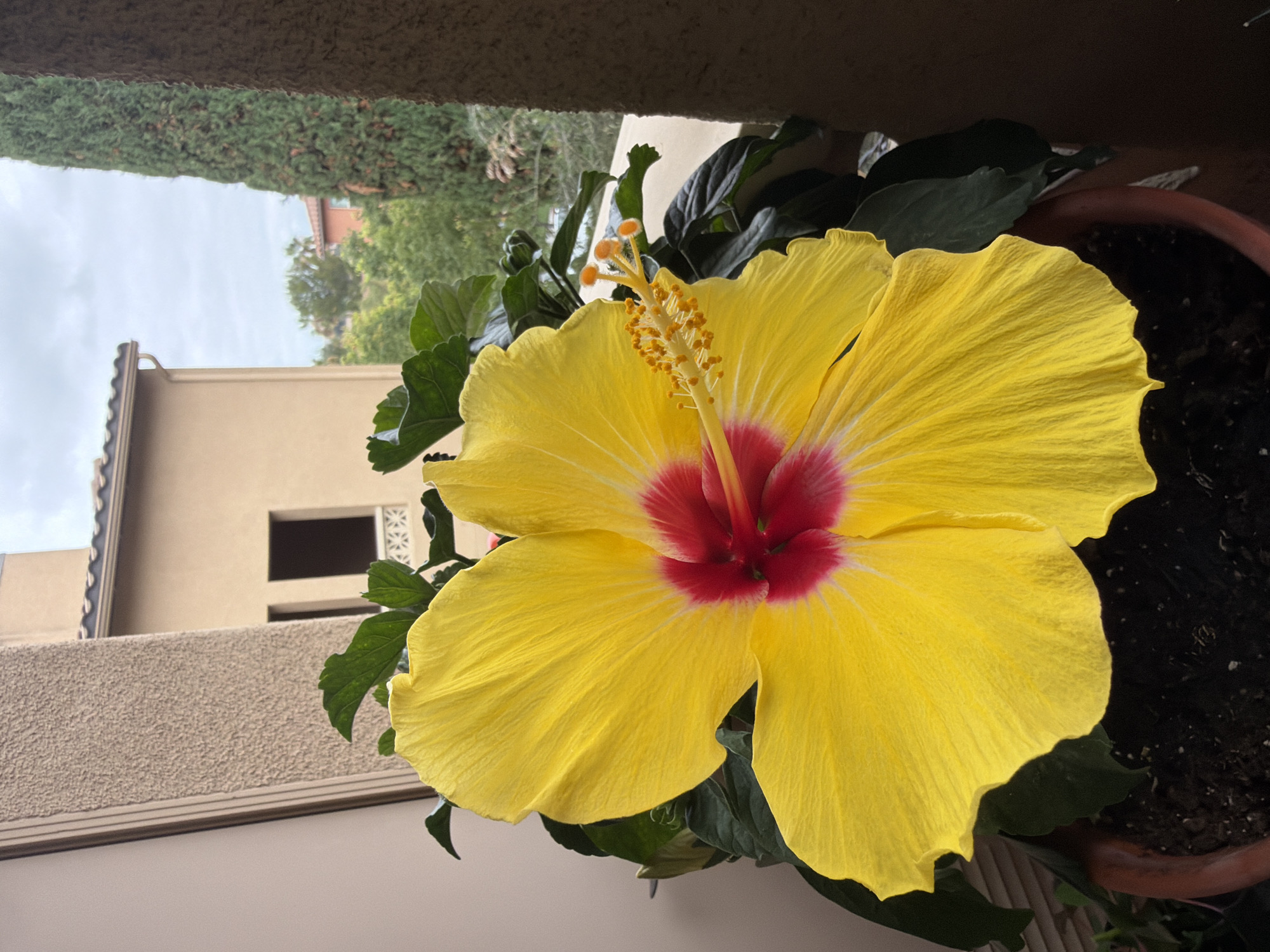 A close-up, eye-level shot captures a vibrant yellow hibiscus flower in bloom, its center featuring a striking red and white pattern. The flower is set against a blurred background of trees and buildings, suggesting an outdoor location. To the left, a textured, beige wall with a darker vertical element is visible, partially obscuring a tan building with a terracotta roof. To the right, a tall, dark green evergreen tree stands prominently, framing the view of a cloudy sky. The scene appears to be set on a balcony or patio, with a terracotta pot containing the hibiscus visible at the bottom of the frame. The image was taken in Irvine, California, United States of America, under an overcast sky. There are no people or animals present in the image.