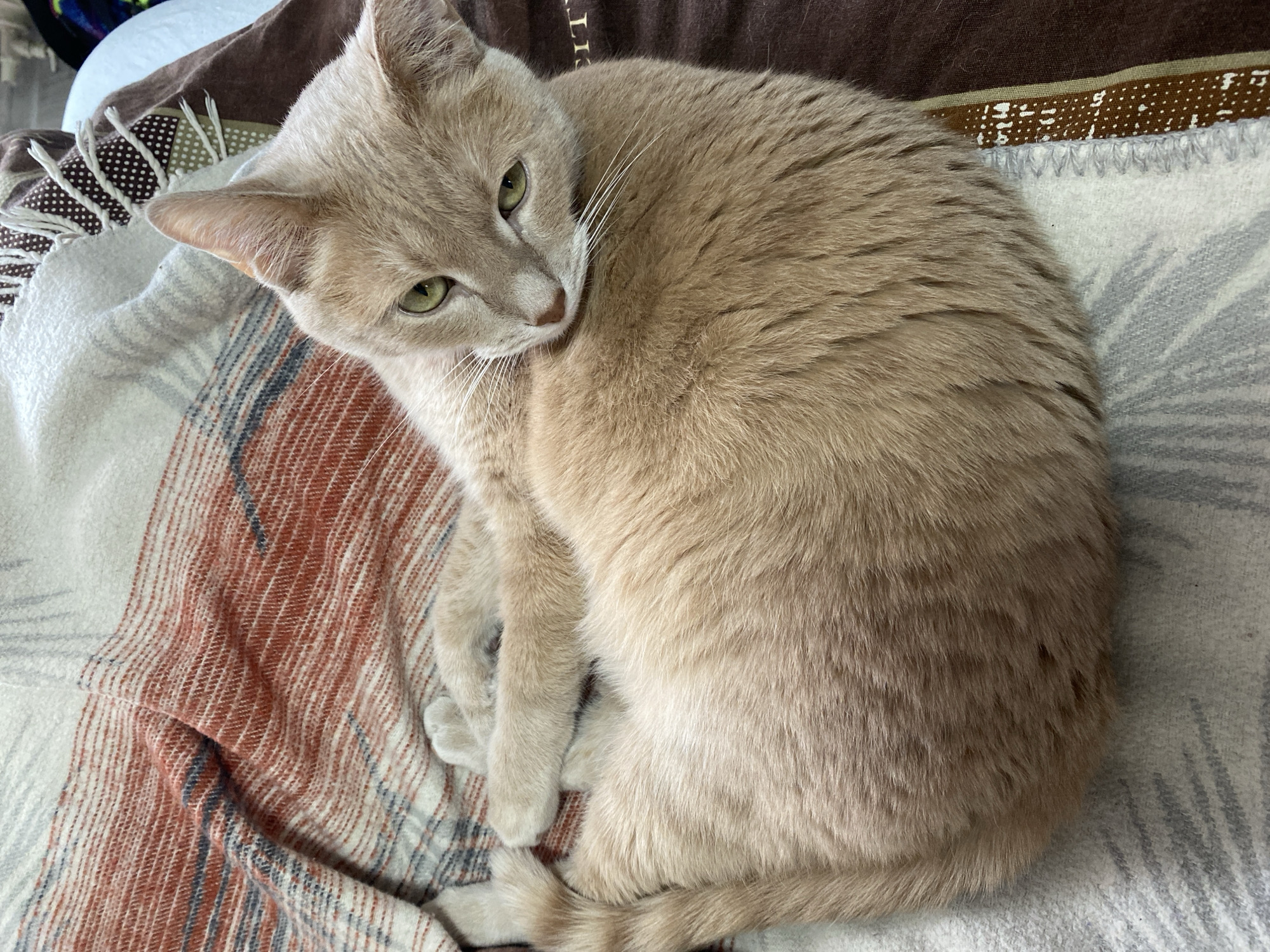A light-colored domestic cat is pictured curled up and resting comfortably on a patterned blanket, indoors in Chaikovsky, Russia. The cat, appearing to be a cream or buff color, has prominent green eyes and long white whiskers. Its small pinkish-brown nose is also visible. The cat is positioned with its front paws tucked beneath its chest and its tail wrapped around its body, looking calmly towards the viewer.
The cat is lying on a soft, woven blanket that features a plaid-like pattern with stripes in shades of white, rust, beige, and grey. Sections of this blanket also display subtle grey leaf-like motifs. Beneath or behind the patterned blanket, a darker brown fabric, possibly another blanket or pillow, is visible. This dark brown fabric has a white polka-dot pattern on its trim and faint, barely legible white text ("T LI") near the top edge. The overall lighting suggests a soft, natural daytime illumination. The scene conveys a sense of peace and warmth.