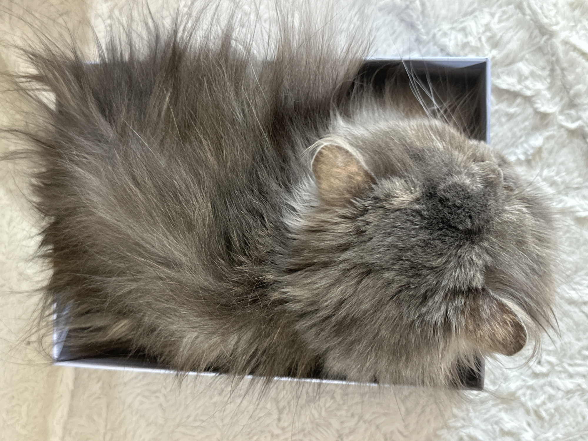 A grey long-haired cat is curled up inside a white rectangular box. The box sits on a white textured surface. The scene appears to be indoors. The cat's fur extends beyond the edges of the box. No people are visible. Location in Burgas, Bulgaria, is not determinable from the image.
