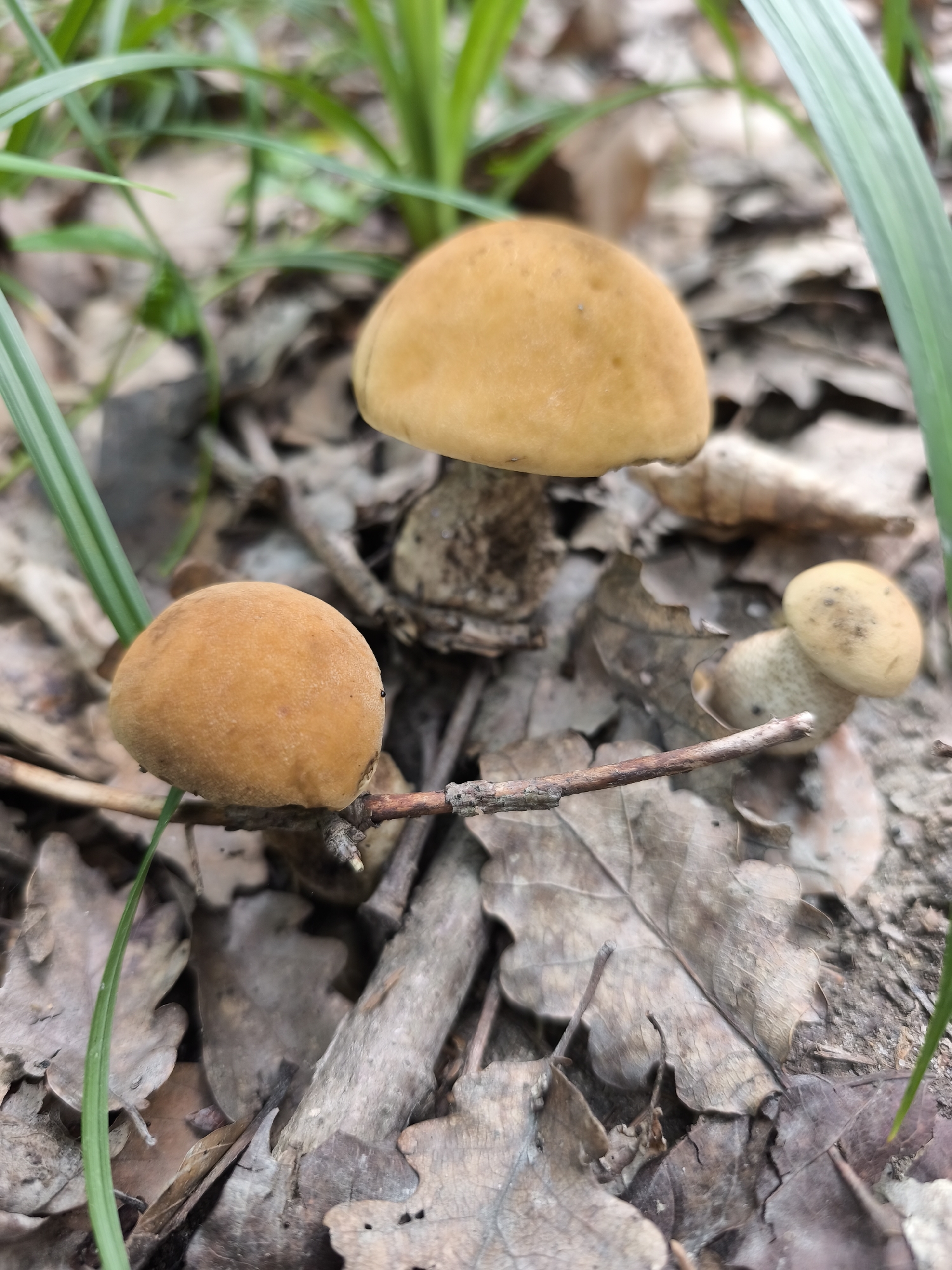 This close-up photograph captures a cluster of small, brown-capped mushrooms growing among fallen leaves on the forest floor. The mushrooms appear to be in various stages of development, with two larger ones prominently featured in the foreground and a third, smaller one to the right. Their caps are a warm, earthy brown, and their stems are thick and whitish. A thin twig stretches horizontally across the frame, adding a textural element to the scene. Lush green blades of grass emerge from the background, suggesting a natural, woodland environment. The lighting indicates it is daytime, with soft shadows hinting at overcast conditions or a shaded forest canopy. The image is set in Choceň, Czechia, evoking a sense of quiet natural beauty and the subtle life found on the forest floor. There is no visible text in the image.