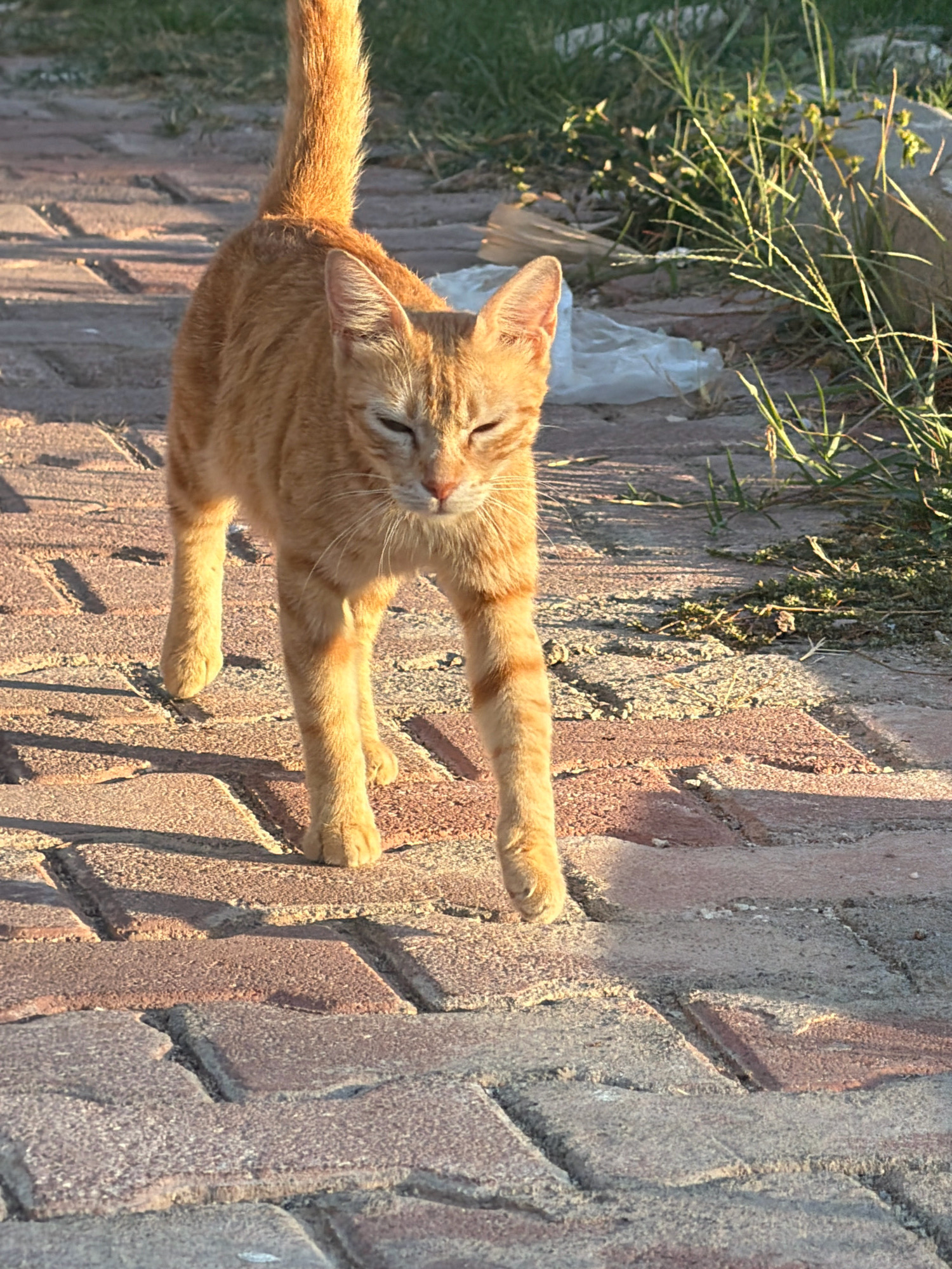 An orange tabby cat is captured mid-stride on a brick pathway in Antalya, Turkey. The cat's fur is a warm, ginger hue, with distinct darker stripes along its back and tail. Its eyes are partially closed, suggesting a relaxed demeanor, and its tail is held high and curved. The pathway is composed of reddish-brown bricks, laid in a repeating pattern, with visible cracks and the presence of sand or gravel between them. To the right of the pathway, a patch of dry grass and weeds grows, interspersed with a discarded white plastic bag and some debris. The scene is illuminated by the low, warm light of what appears to be late afternoon or early morning sun, casting long shadows from the cat onto the brickwork. The background shows a blurred green grassy area.
