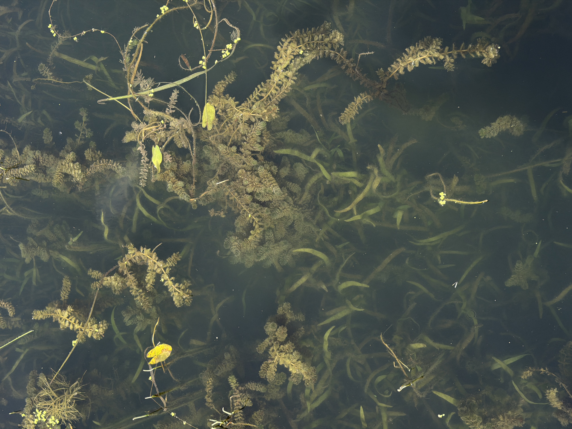 The image shows a dense underwater environment, likely a pond or slow-moving river, with abundant aquatic vegetation. The water is dark and murky, obscuring the depth. Several types of plants are visible, including long, grass-like green reeds and branching, feathery brown-green plants that appear to be submersed or floating just below the surface. Small, bright yellow leaves or flower parts are scattered throughout the scene, some attached to stems, others appearing detached and floating. The overall impression is of a rich, natural aquatic ecosystem. The image was captured in Joinville-le-Pont, France, suggesting this natural scene is part of the local environment within or adjacent to the city. There are no people or animals visible in the image. The scene is static and appears to be an untouched natural setting.