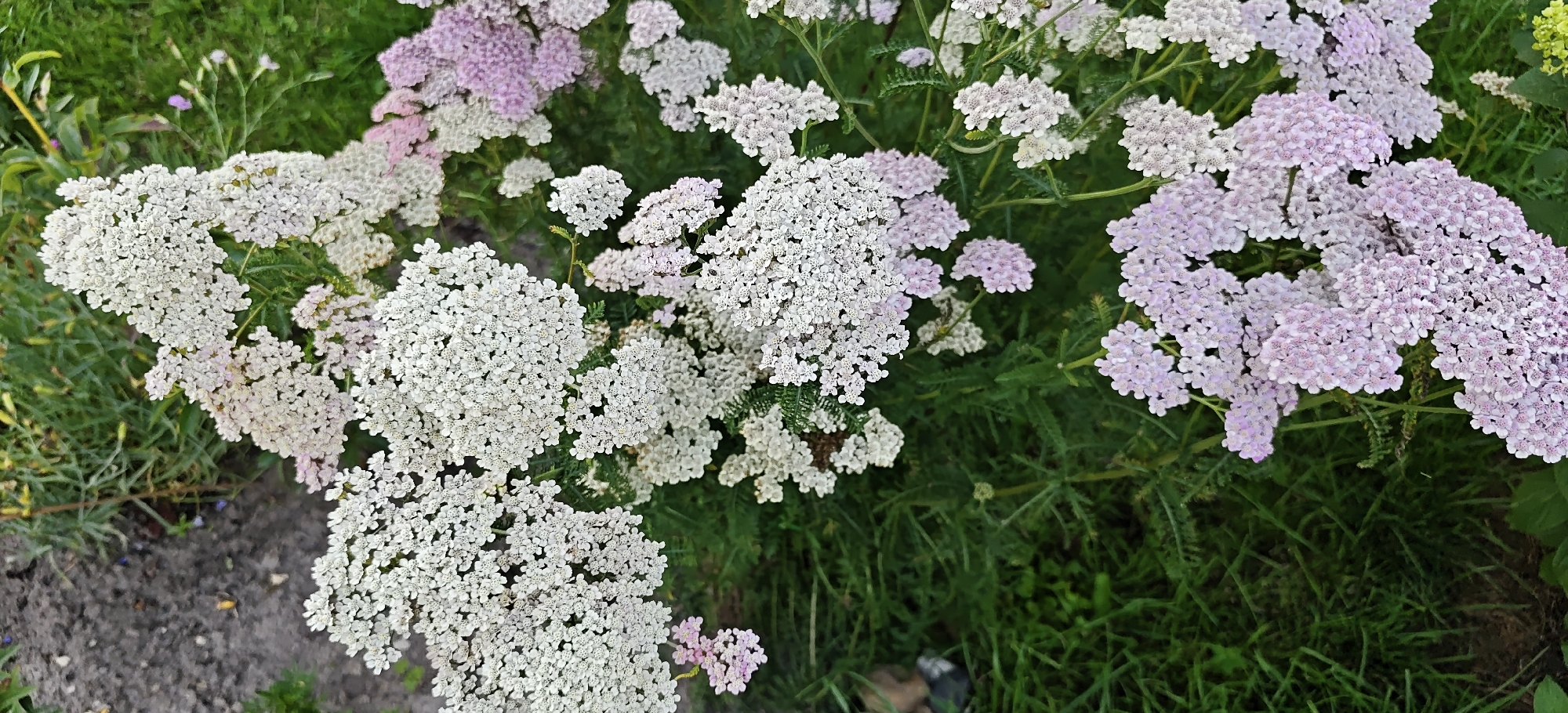 The image shows a close-up view of a cluster of white and light pink yarrow flowers (Achillea millefolium) in a garden setting. The flowers are in full bloom, with many small blossoms clustered together to form flat-topped or slightly domed inflorescences. The foliage is green and feathery. The ground visible in the lower left corner appears to be soil mixed with some gravel or small stones. The background consists of more greenery, likely grass and other plants. The lighting suggests it is daytime, possibly late afternoon given the softness of the light. The image is a still photograph and does not depict any people or ongoing actions. This scene could be found in any garden or natural area, including those in the city of Noginsk, Russia.