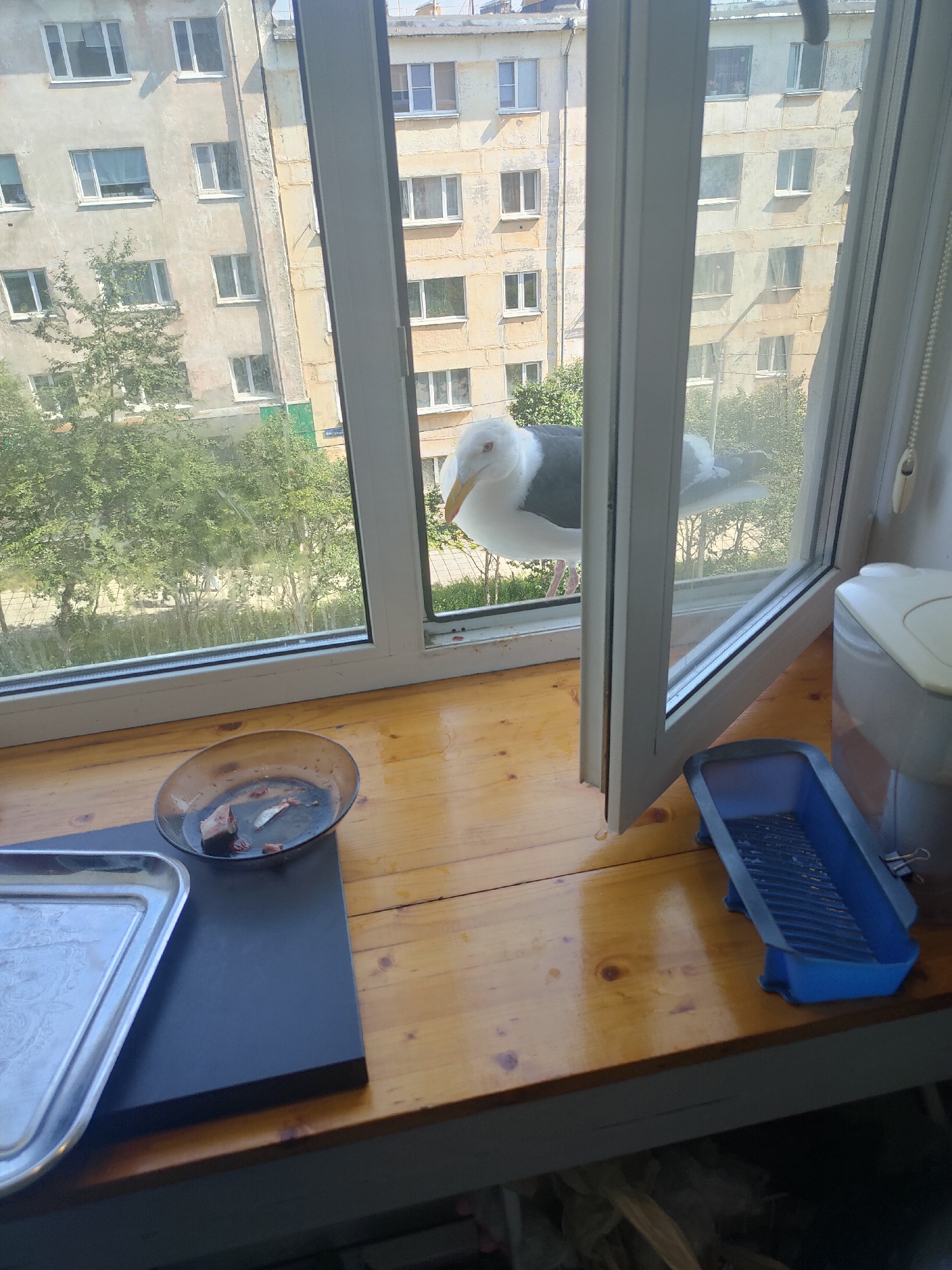 A seagull is perched on a windowsill outside an apartment building in Magadan, Russia. The seagull has white and gray plumage and is looking to the left. Outside the window, there is a tree and other apartment buildings visible. Inside the window, on a wooden windowsill, is a dark-colored bowl with fish scraps and a blue plastic tray. A silver tray is also visible on the windowsill to the left. The interior of the room is dimly lit.