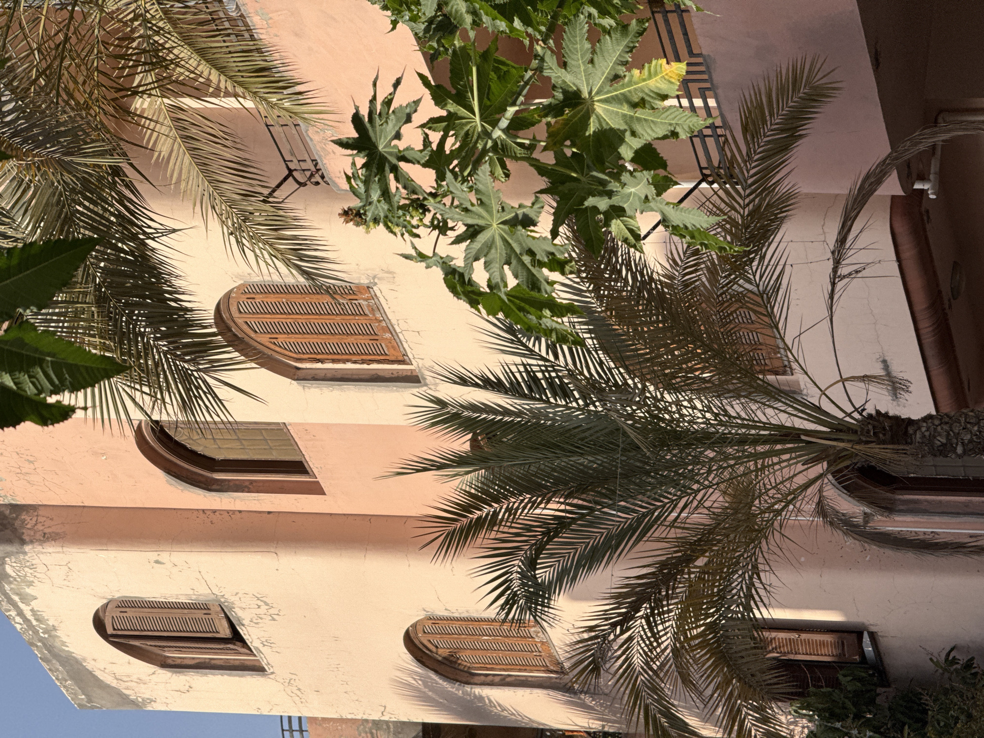 A slightly tilted low-angle shot depicts a building with a peach-colored exterior, partially obscured by vegetation. The building features arched windows with wooden shutters and one window filled with glass. The surrounding flora includes palm trees with spiky fronds and a separate plant with large, multi-pointed leaves. The location and city are unknown.