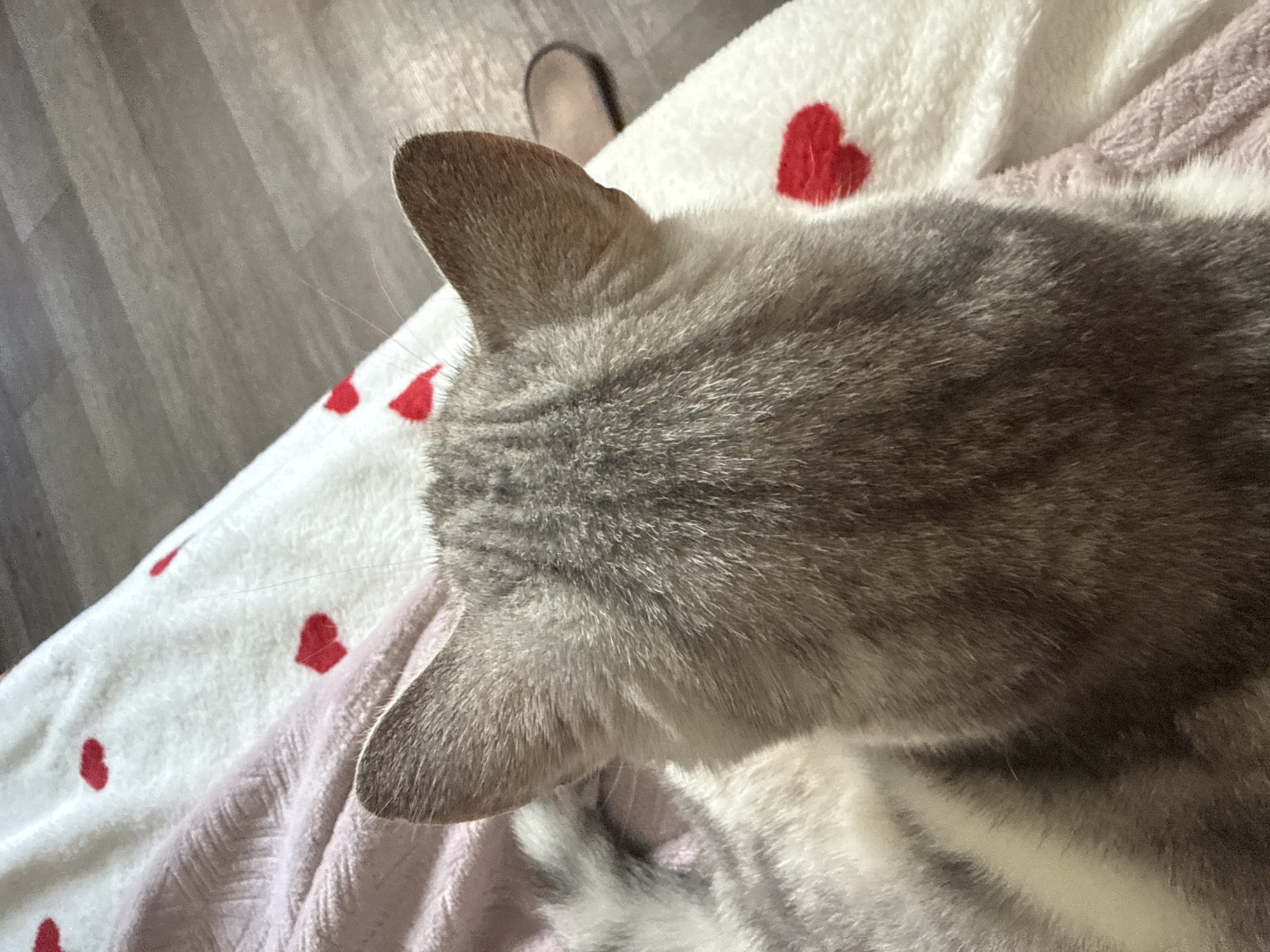 An overhead shot shows the back of a cat's head and ears as it rests on a white blanket decorated with red hearts. A pink blanket is draped over the white one to the left of the cat. The floor, made of wooden planks, is visible in the upper right corner of the image.