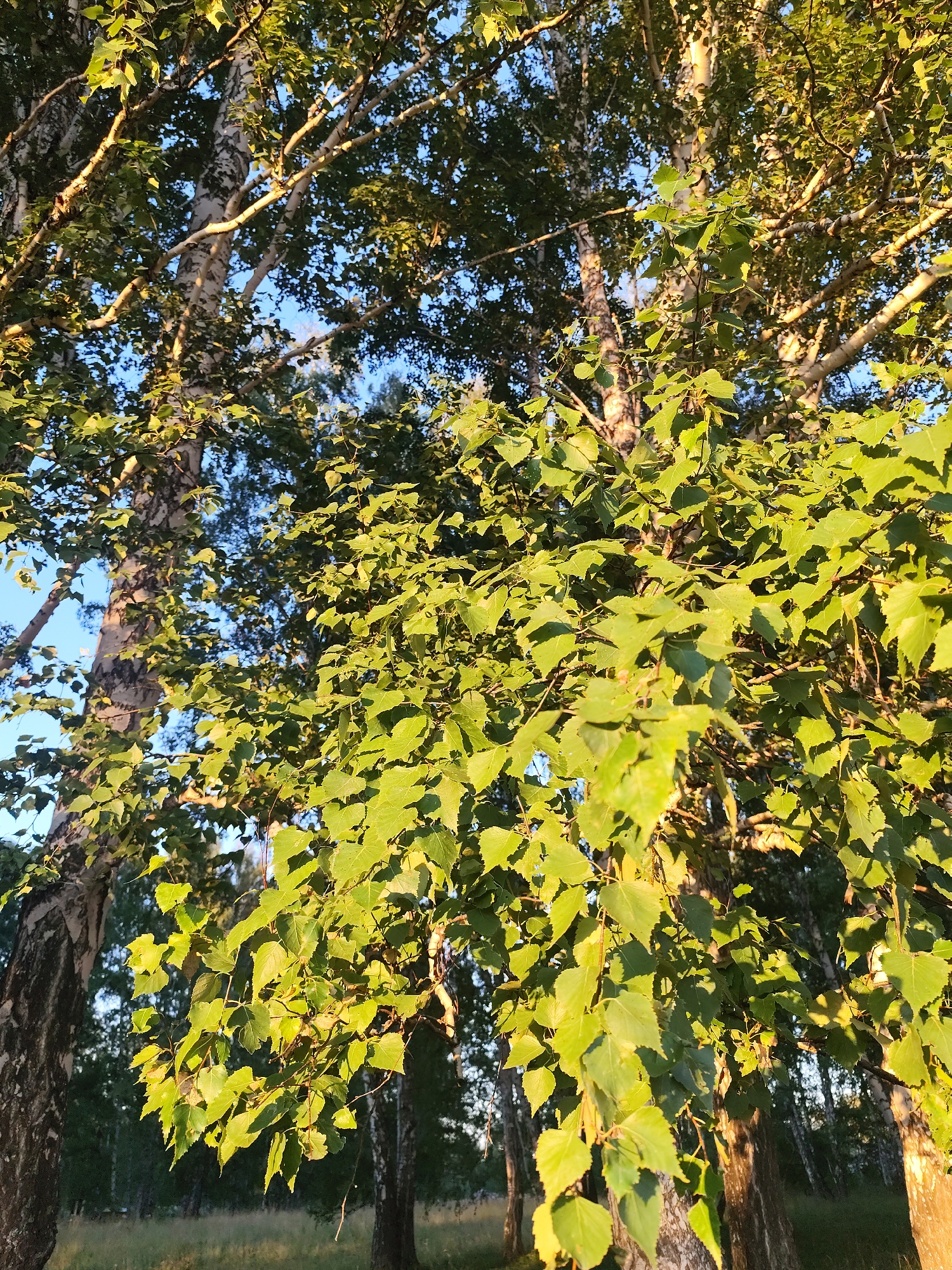 A low-angle, vertical, medium shot captures a dense cluster of bright green birch tree leaves and branches against a clear blue sky. The sun is setting, casting a warm, golden light on the foliage, highlighting the textures of the leaves and the smooth, white bark of the birch trees. In the background, a forest of birch trees is visible, with hints of dry grass and brush at the base. The scene appears to be located in a natural area on the outskirts of Барлакский, Russia.