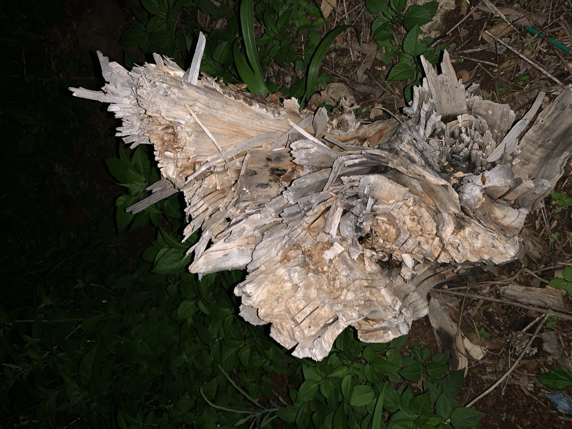 A close-up, overhead shot shows a dry, splintered tree stump with a rough, textured surface. The stump is light brown and gray, with many jagged edges and broken pieces of wood sticking out in various directions. It is surrounded by lush green foliage and dark soil. The lighting is dim, suggesting it may be nighttime or a shaded area. There are no people or visible actions in the scene, which appears to be a natural, outdoor environment in Kuru Karama, Nigeria.