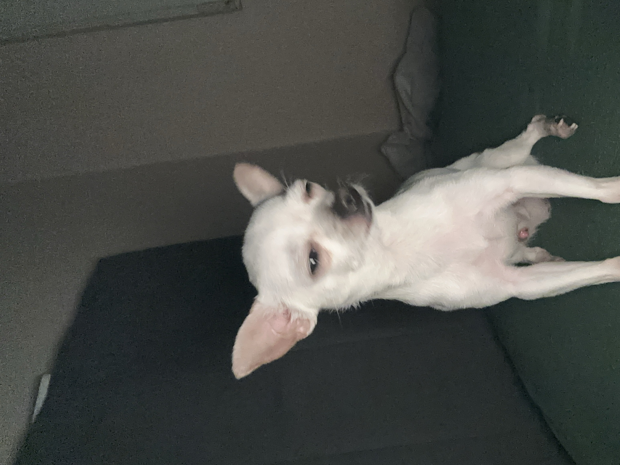 A small, white Chihuahua-like dog is lying on a dark, possibly green, upholstered surface, likely a couch. The dog is positioned with its head facing the upper left and its body stretching towards the lower right of the frame. The dog is on its back. The background includes a light-colored wall. The location and city of Sliven, Bulgaria are not evident from the image.