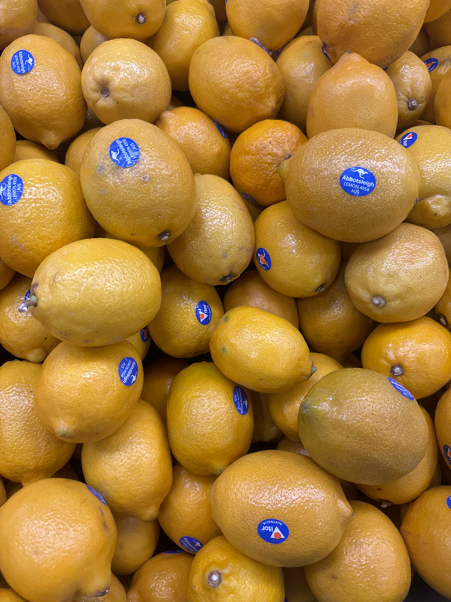 A close-up, eye-level shot shows a large pile of bright yellow lemons. The lemons are of varying sizes and shapes, with some being perfectly oval and others slightly irregular. Their rinds are textured and bumpy, characteristic of fresh produce. Many of the lemons have blue stickers on them, featuring white text and a small image of a kangaroo. One sticker reads "Abbotsleigh LEMON 4958 AUS" and another has "Itor AUSTRALIA" within a blue triangle. The lighting is bright and even, highlighting the vibrant color of the lemons. The background is a blur of more lemons, indicating they are part of a larger display. This image was likely taken in a supermarket or a farmer's market in North Jakarta, Indonesia.