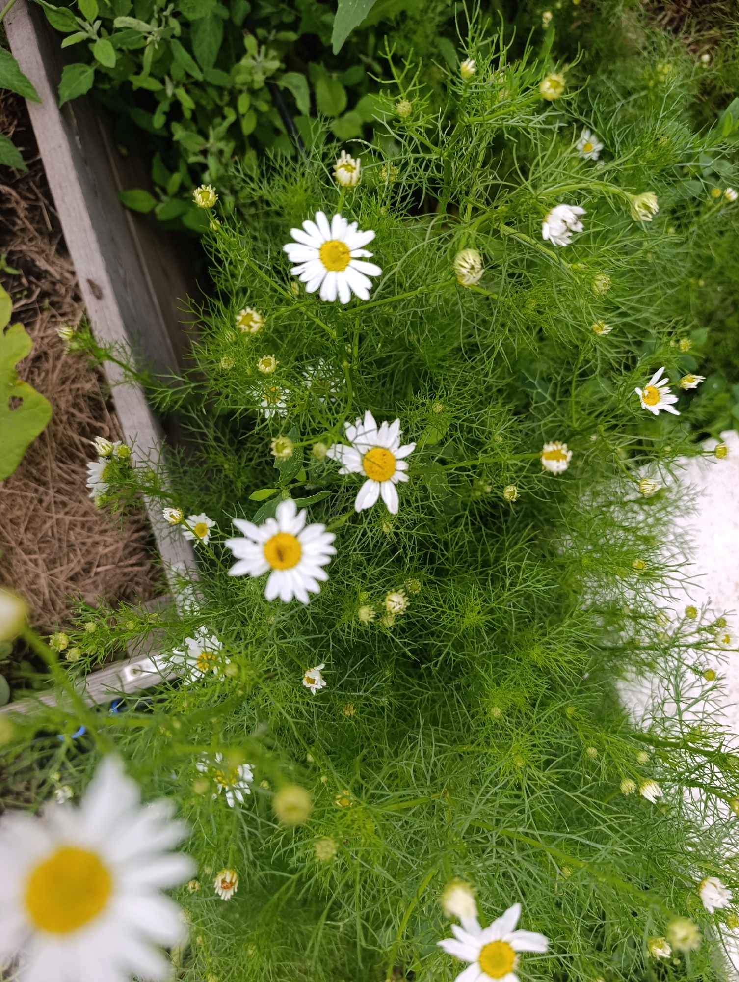 In Ivanov's garden in Ivanovks, Russia, a cluster of white daisies with yellow centers bloom amongst lush green foliage. The daisies, some fully open and others in bud, are interspersed with feathery leaves and thin stems. A wooden border is visible to the left of the frame, with dried grass and soil beneath it. The scene is a close-up, naturalistic view of a garden bed.