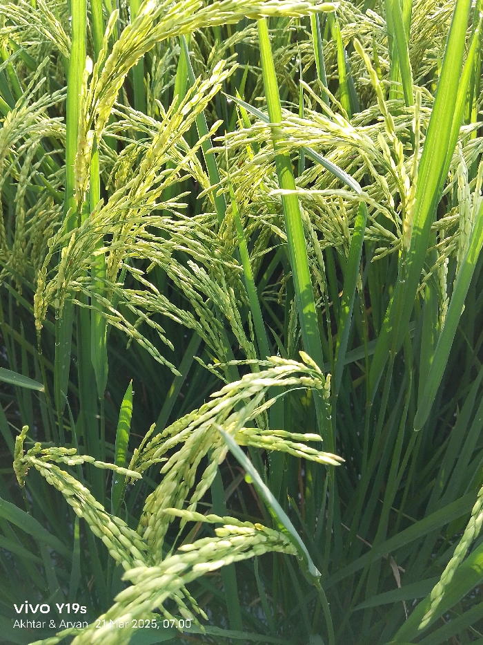 The image shows a close-up of rice plants in a field located at coordinates -6.418 latitude and 107.979 longitude in Anjatan, Indonesia. The plants are green with yellow rice grains forming at the top. Sunlight shines on the plants. The image was taken on March 21, 2023, at 07:00. The image is clear and in focus, and the resolution is good. The image is well-lit and there are no visible obstructions or distortions. The image was captured with a Vivo Y19s phone. The image's metadata suggests that the image was captured by Akhtar & Arvan.