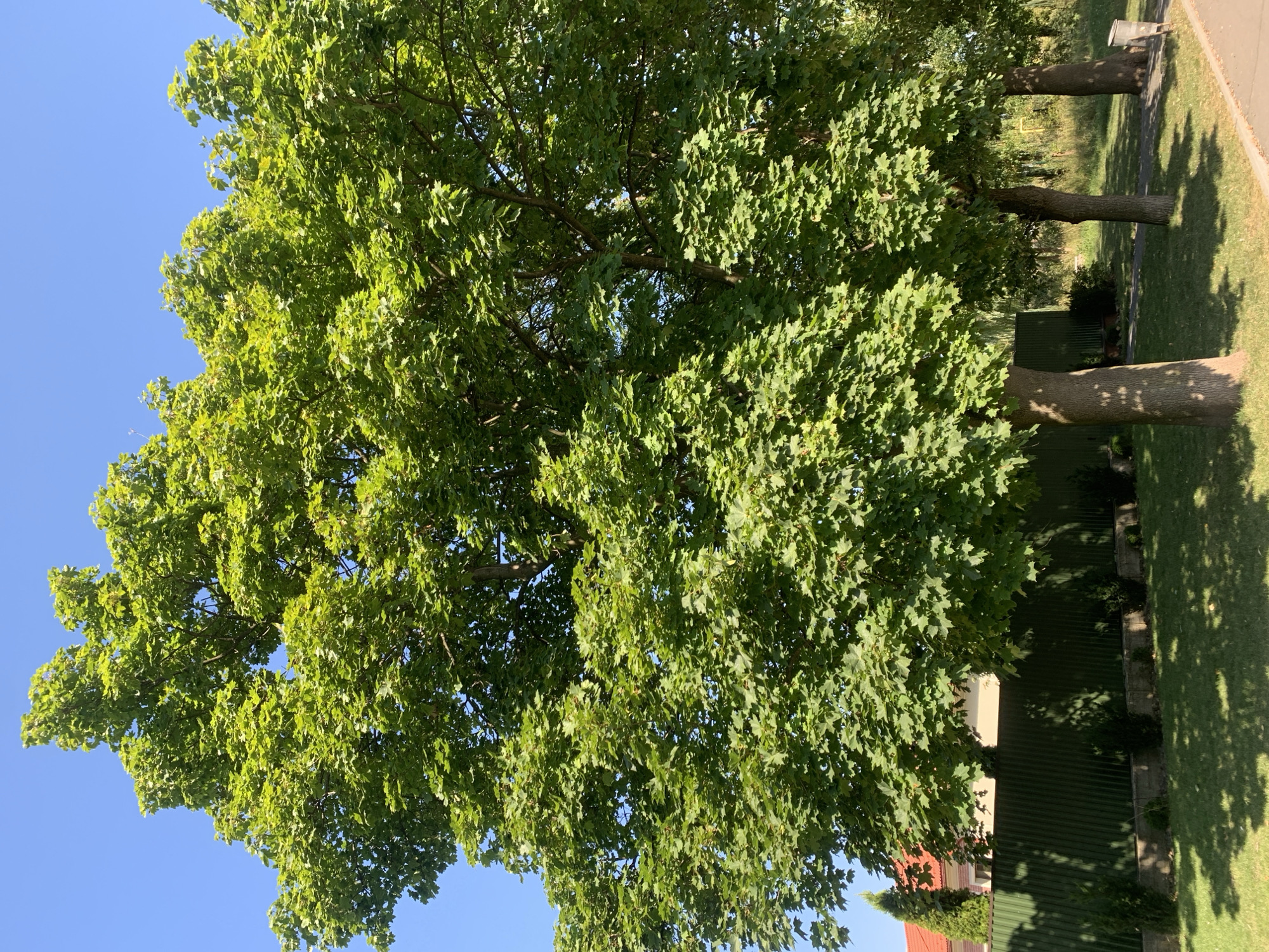 An outdoor, full-shot photograph taken on a sunny day captures a mature, deciduous tree with a full canopy of vibrant green leaves against a clear blue sky. The tree's trunk is thick and textured, with a few branches visible extending upwards. To the left of the tree, a dark green, corrugated metal fence is visible, topped with a row of small, conical evergreen shrubs. Behind the fence, a red-tiled roof and a portion of a house can be seen, suggesting a residential area. The ground in front of the fence is covered in green grass, with dappled sunlight casting shadows from the tree's foliage. To the right of the main tree, two smaller trees with similarly leafy canopies are also present, as well as a trash receptacle. The scene is consistent with a park or residential area in Kolomyia, Ukraine, a city known for its natural beauty and greenery.