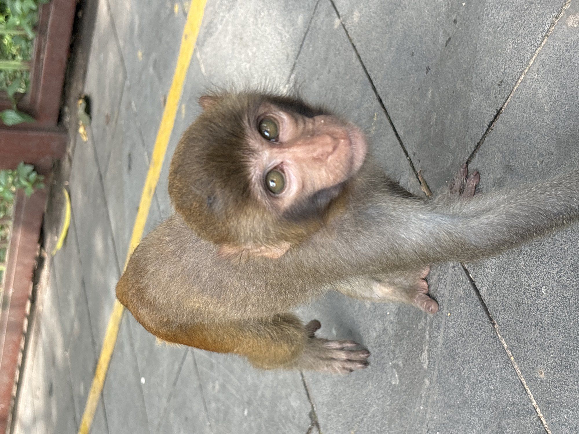 A young monkey with light brown fur and large, curious eyes is captured in a close-up shot. The monkey is walking on a paved surface, likely a path or sidewalk, marked with a yellow line. In the background, a reddish-brown fence with vertical slats is visible, behind which some green foliage can be seen. The ground is made of gray, textured paving stones. The monkey's gaze is directed towards the camera, and its expression appears inquisitive. The overall scene suggests an outdoor environment, possibly a park or a tourist area in Nanwan Village, China.