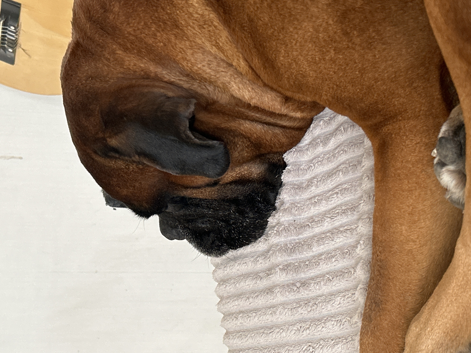 A large, short-haired dog, consistent with a Boxer or similar breed, is prominently featured, resting on its left side. The dog has fawn-colored fur and a distinct black muzzle/mask. Its head is nestled on a light-colored, vertically ribbed textile, likely a blanket or pillow, which occupies the lower left and central portion of the image. One dark, floppy ear is visible. The dog's body, covered in short, reddish-brown fur, extends towards the lower right, with a curled paw displaying gray pads and light-colored claws visible at the bottom right corner. The background consists of a plain, off-white wall. In the upper right quadrant, the headstock and a portion of the body of a light-wood acoustic guitar are visible, showing strings and tuning pegs, suggesting it is either leaning against or mounted on the wall. The scene is illuminated by soft, ambient light, consistent with an indoor domestic environment. The specific location within the city of Unknown, Unknown, cannot be determined from the provided image.