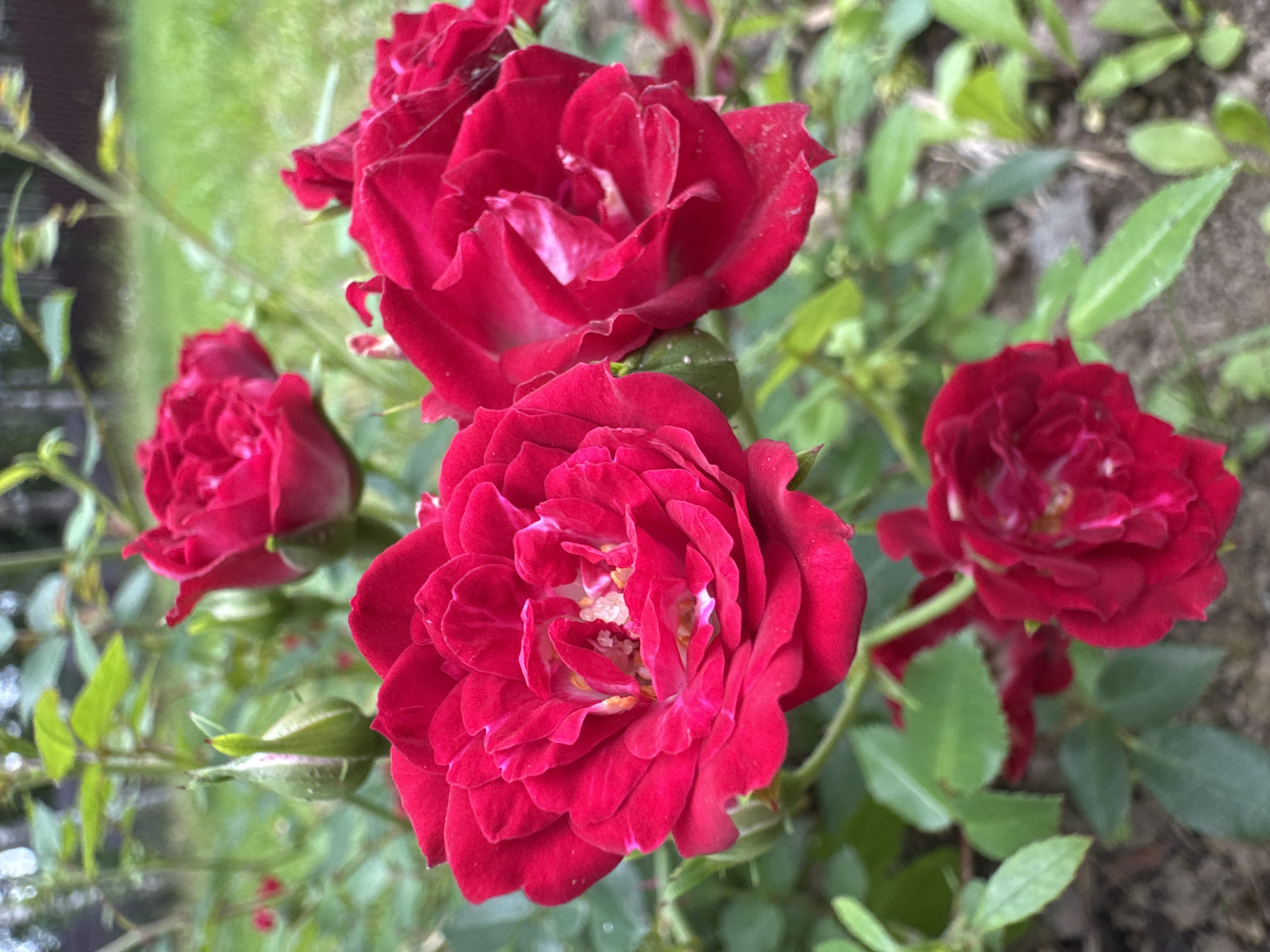 This is a close-up, eye-level, outdoor photograph of several vibrant red roses in bloom. The roses are the primary subjects, with their velvety petals and intricate centers clearly visible. Several rosebuds are also present, some partially open, showcasing their green sepals. Lush green foliage serves as the backdrop, with out-of-focus green grass and a hint of a wooden fence visible in the further background. The lighting suggests it is daytime, possibly overcast, as there are no harsh shadows. The scene appears to be a garden, likely a residential garden in Steklyannyi, Russia, given the context. There are no people or animals in the frame, and the focus is entirely on the floral display.